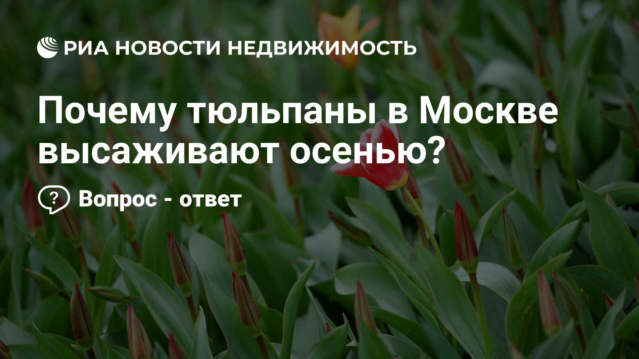 Почему тюльпаны в Москве высаживают осенью? - Недвижимость РИА Новости,  30.10.2020