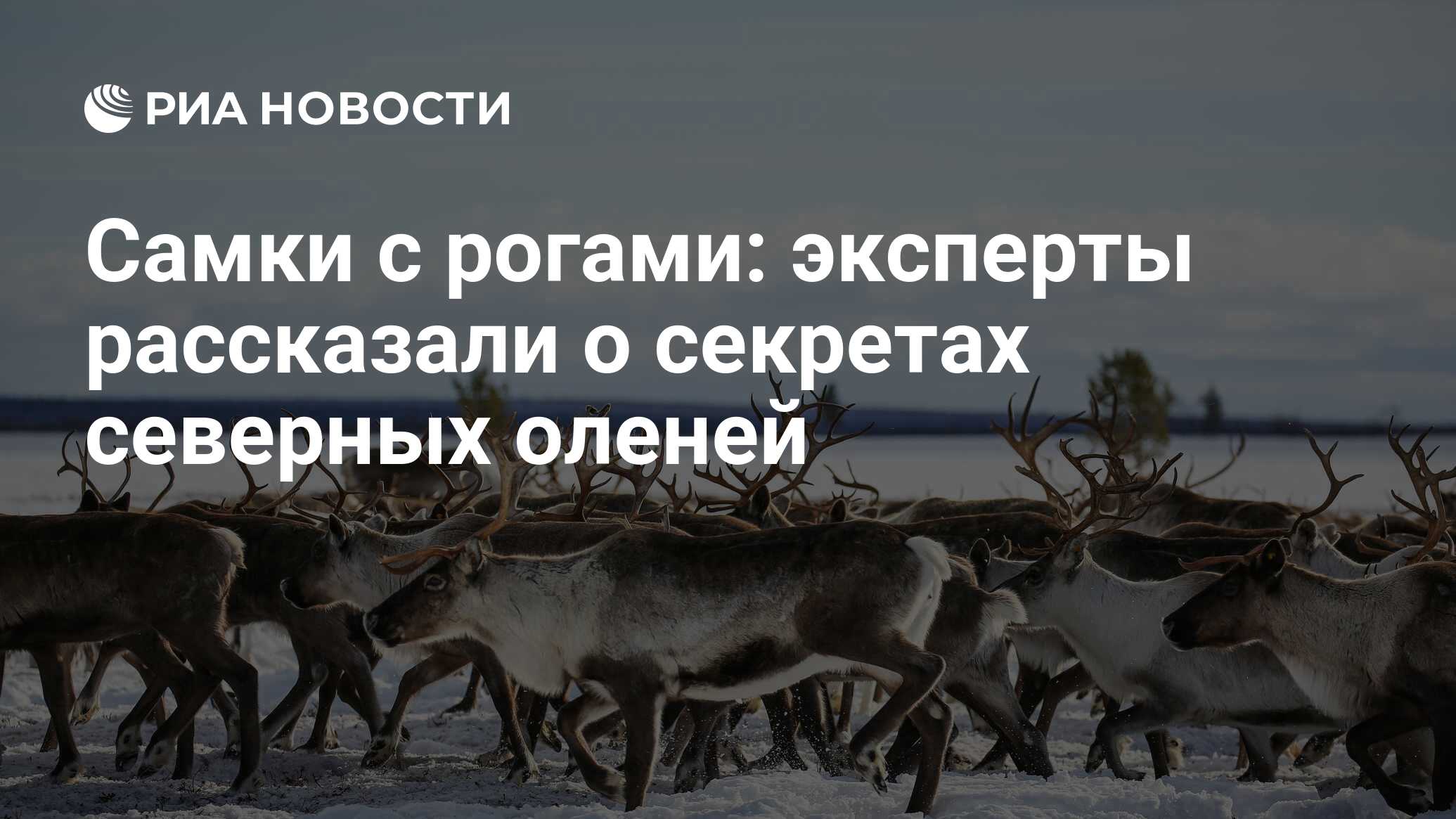 Самки с рогами: эксперты рассказали о секретах северных оленей - РИА  Новости, 03.11.2020