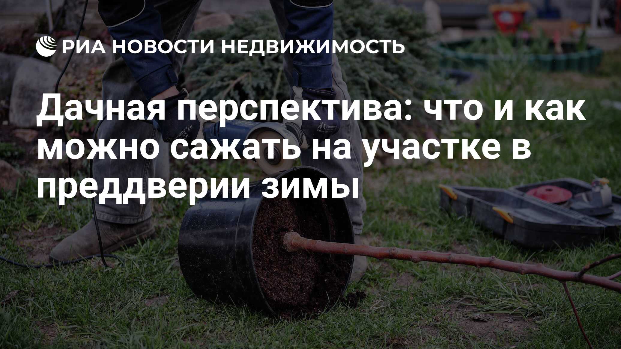 Дачная перспектива: что и как можно сажать на участке в преддверии зимы -  Недвижимость РИА Новости, 06.11.2020