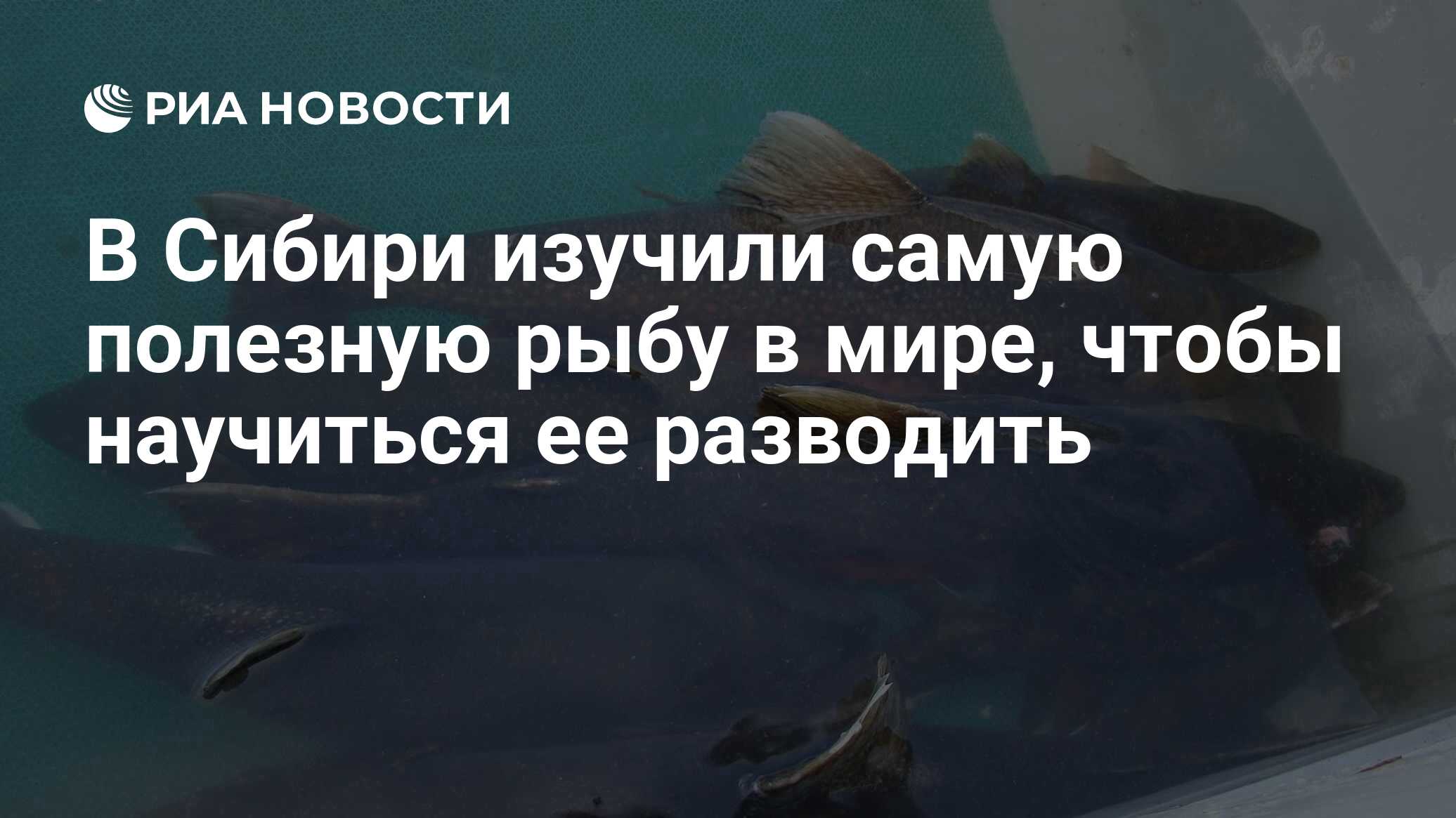 Это андроид на урале ученые изучили самую популярную сказку