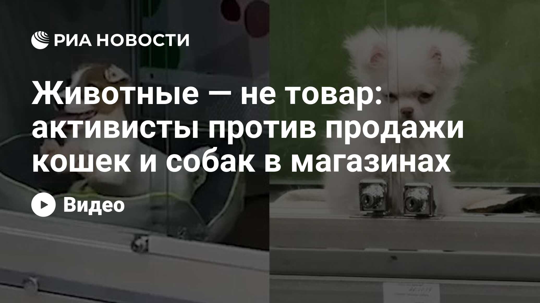 Животные — не товар: активисты против продажи кошек и собак в магазинах -  РИА Новости, 11.11.2020