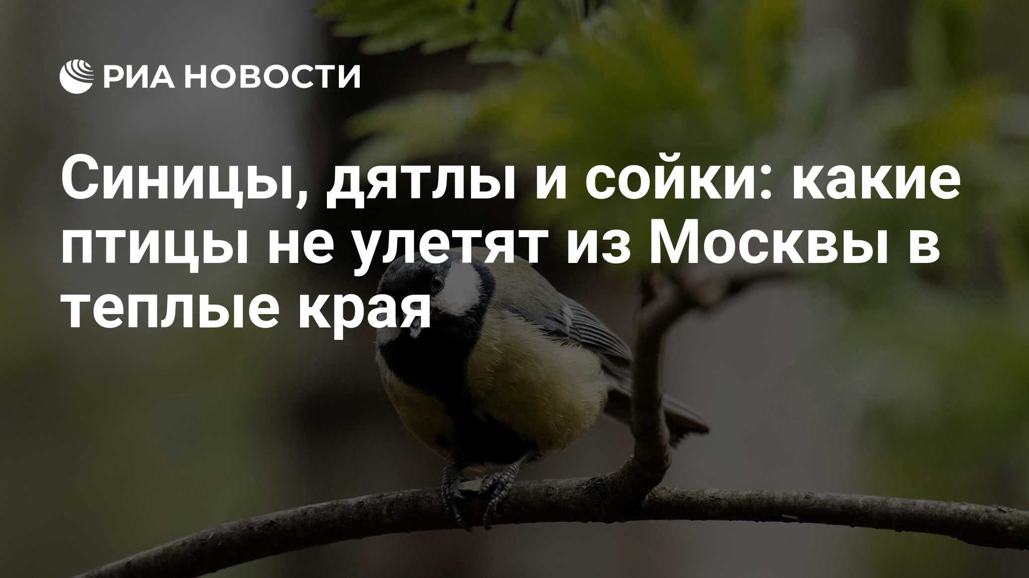 Зимующие птицы Украины