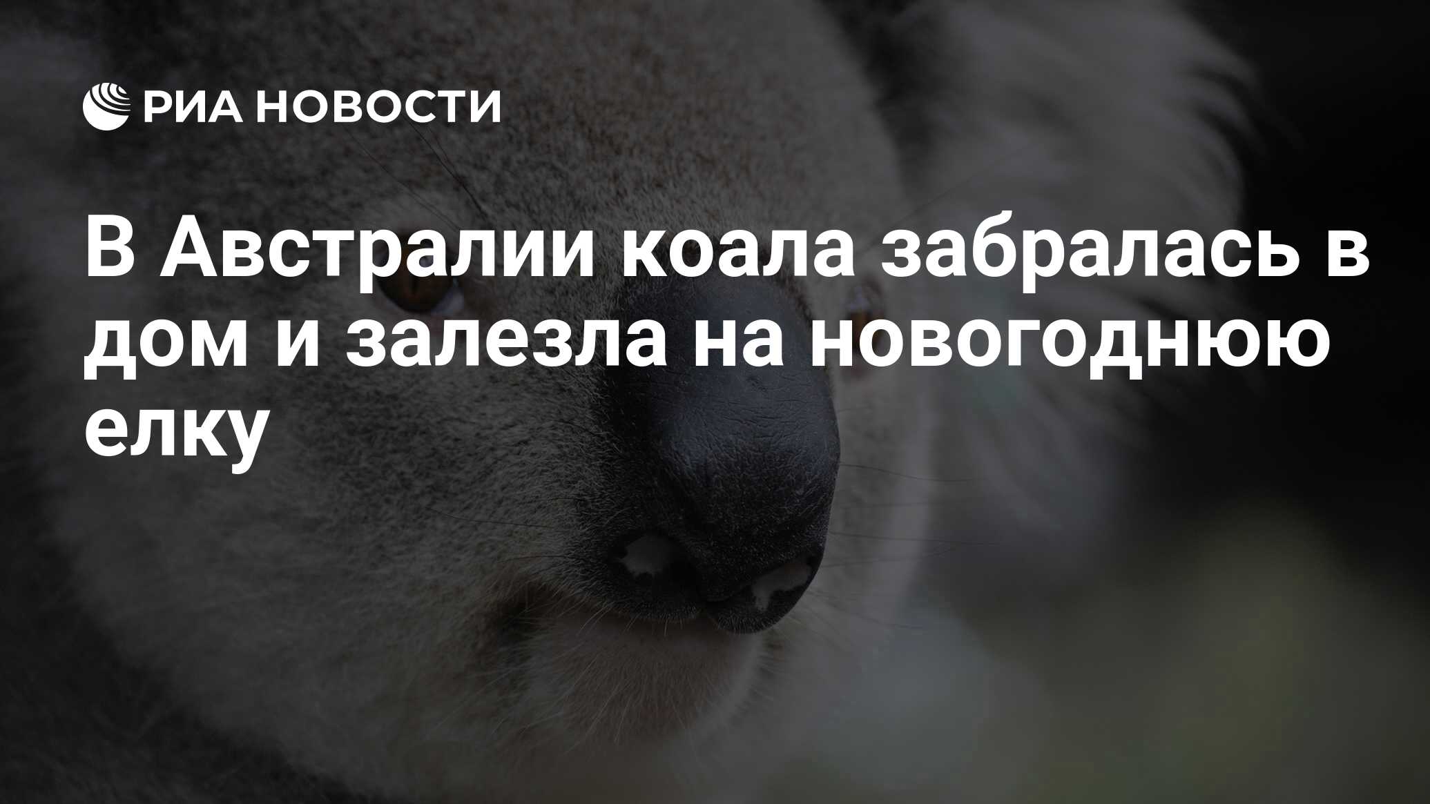 В Австралии коала забралась в дом и залезла на новогоднюю елку - РИА  Новости, 04.12.2020