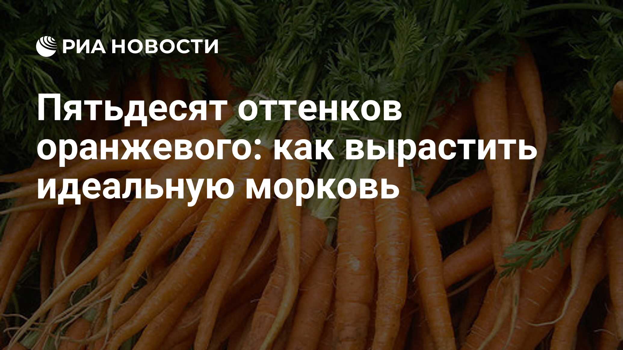 Пятьдесят оттенков оранжевого: как вырастить идеальную морковь - РИА  Новости, 25.04.2022