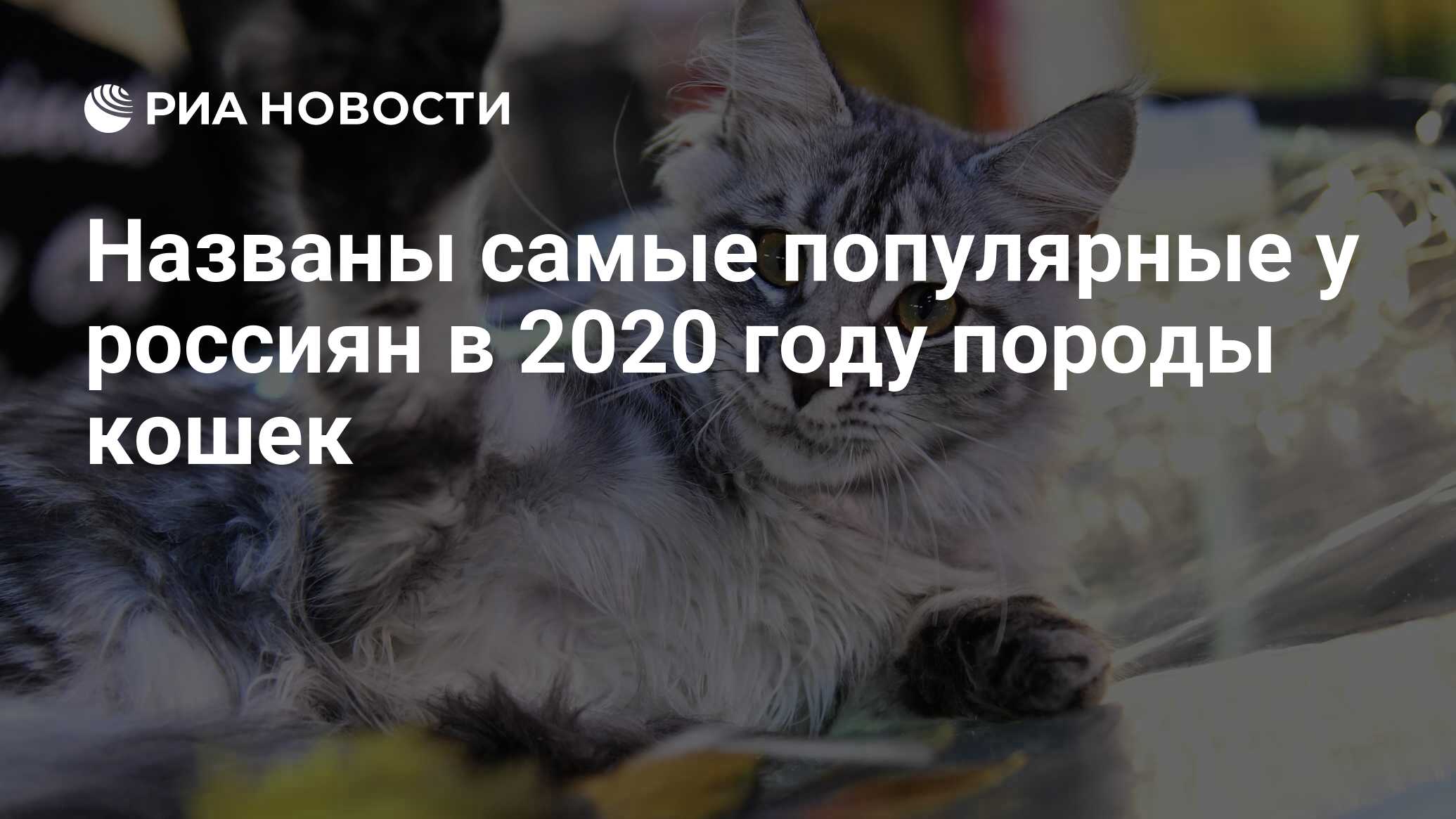 Названы самые популярные у россиян в 2020 году породы кошек - РИА Новости,  15.09.2021