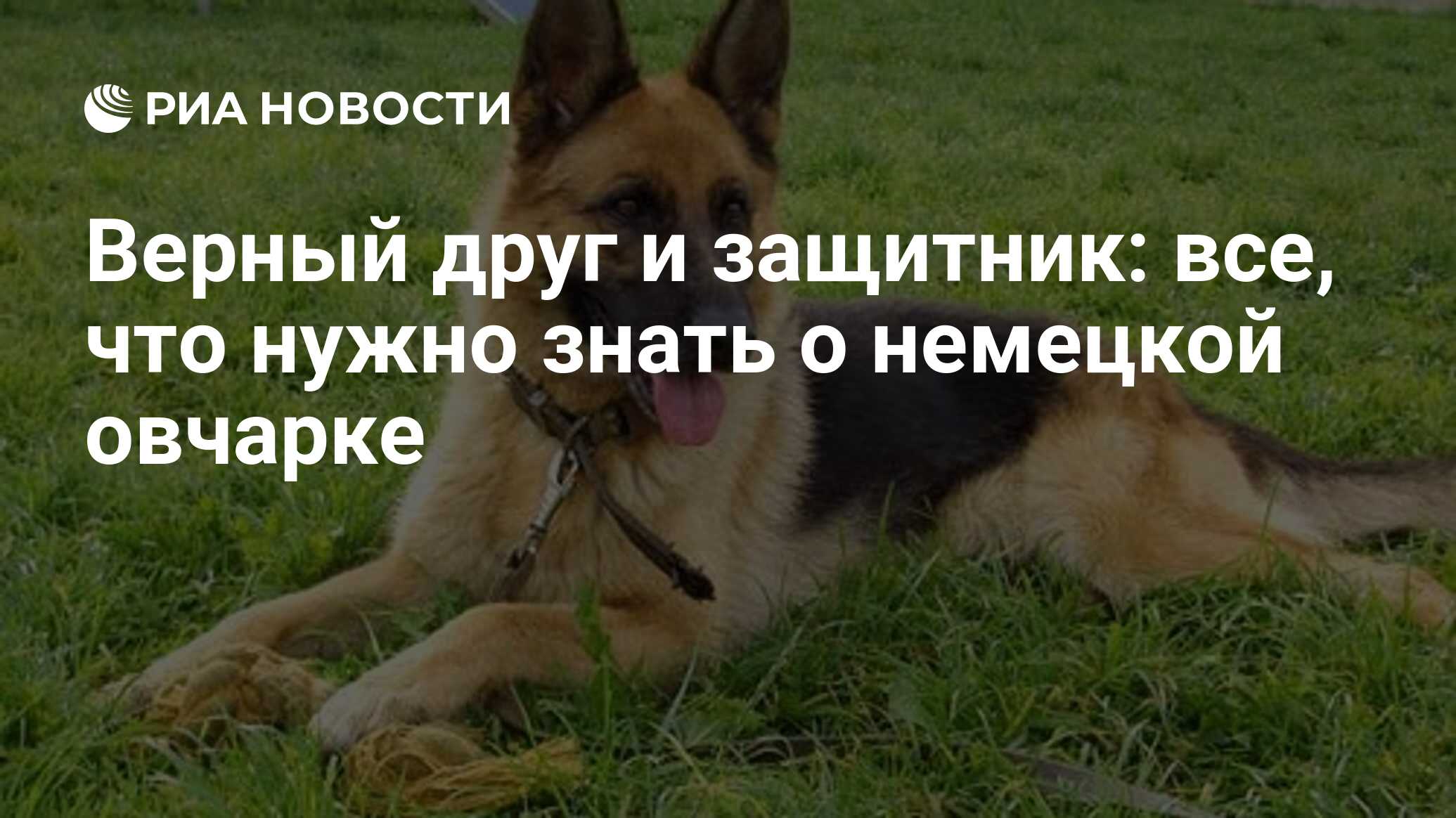 Покупали собаку одной породы, выросла другой. Но все абсолютно честно и законно