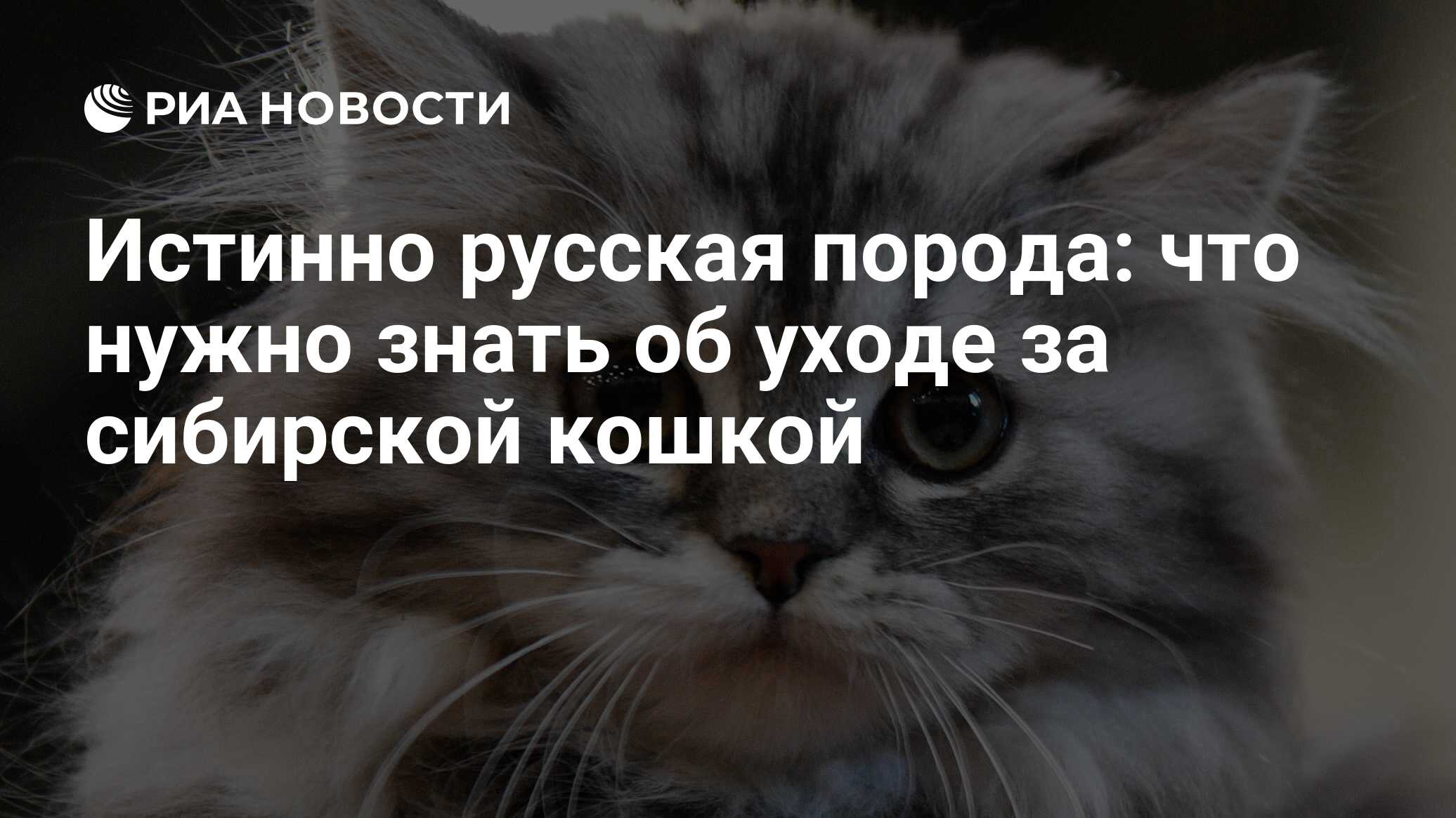 Истинно русская порода: что нужно знать об уходе за сибирской кошкой - РИА  Новости, 08.09.2021