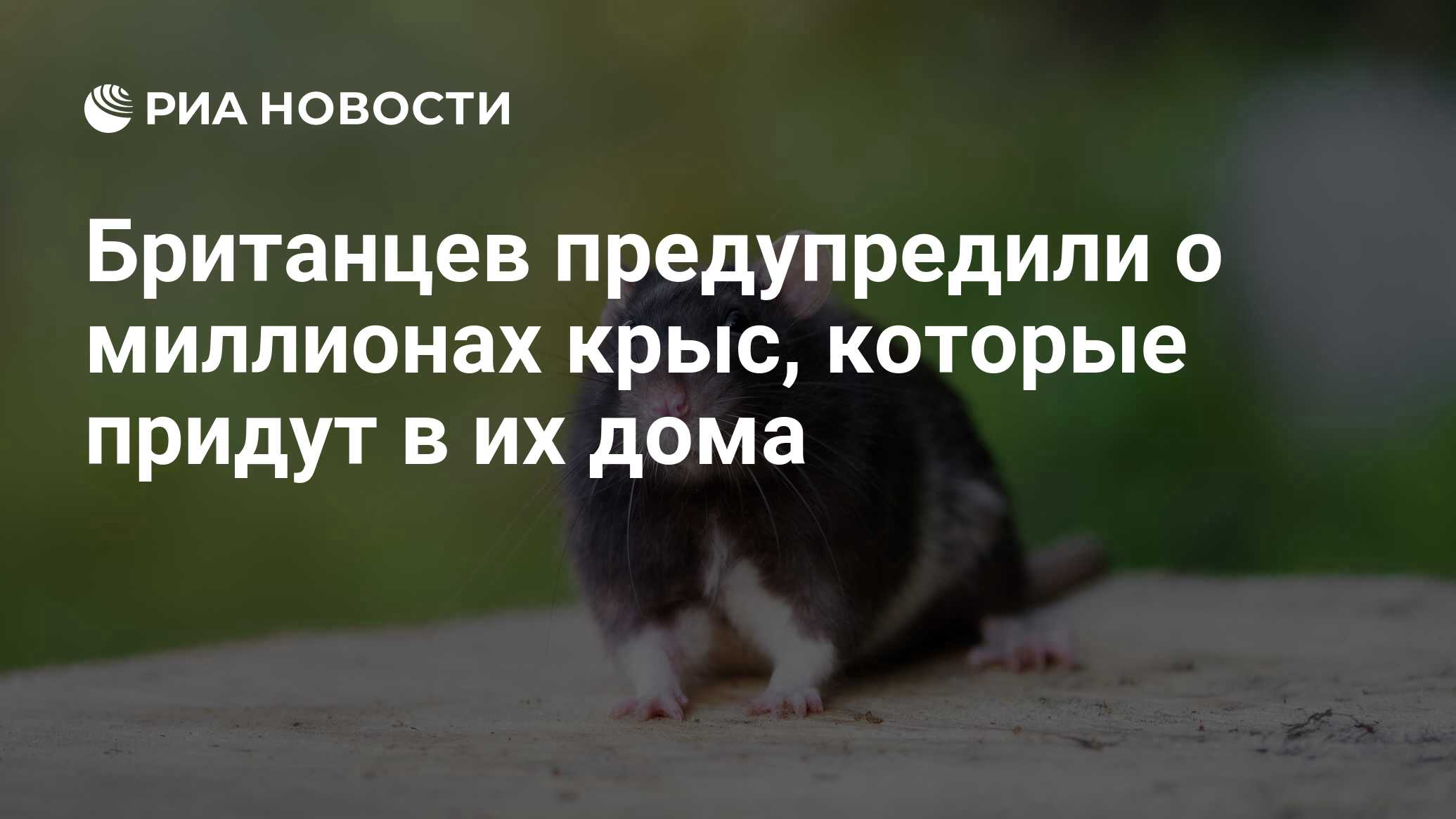 Британцев предупредили о миллионах крыс, которые придут в их дома - РИА  Новости, 12.12.2020