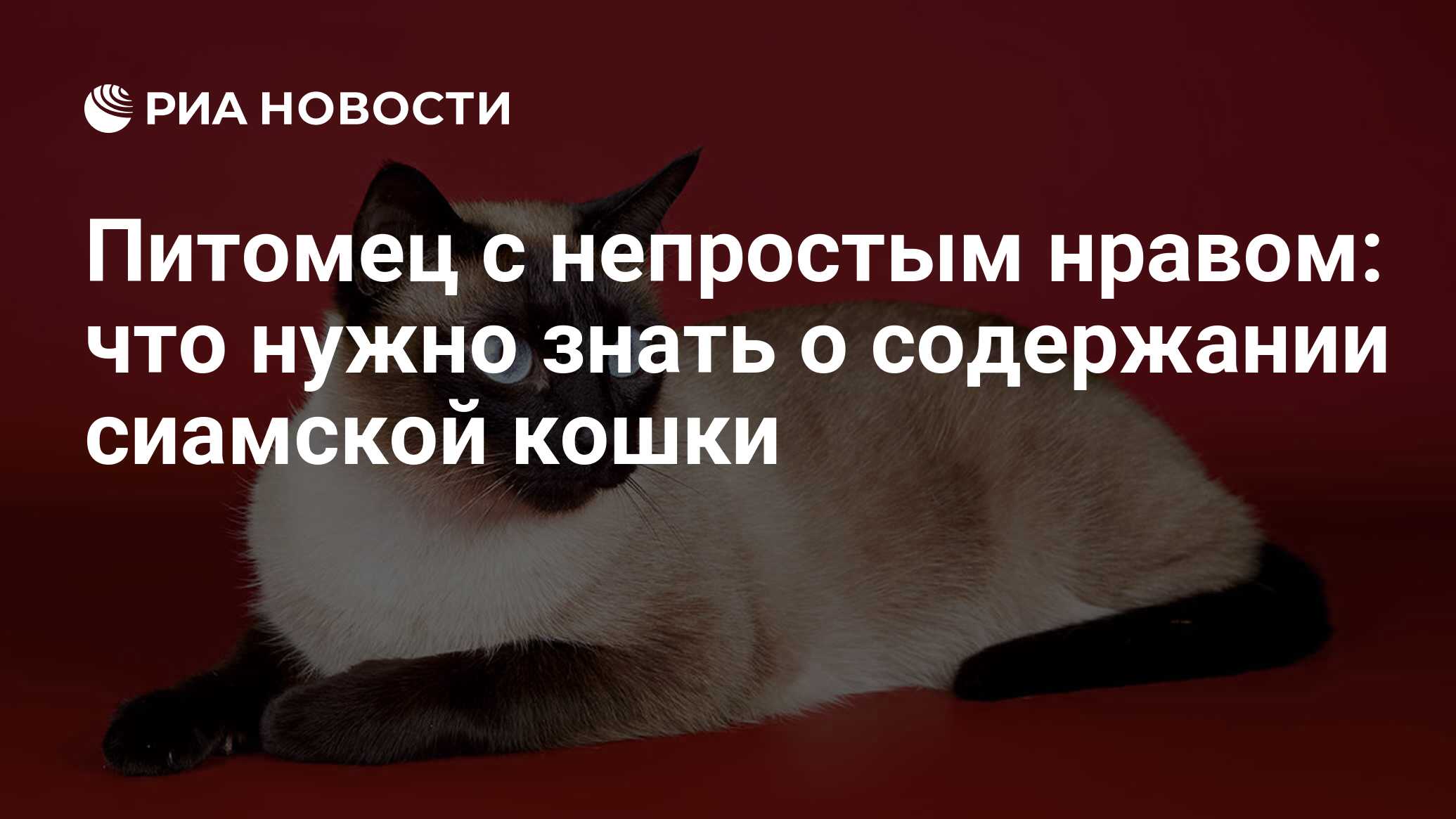 Питомец с непростым нравом: что нужно знать о содержании сиамской кошки -  РИА Новости, 08.09.2021