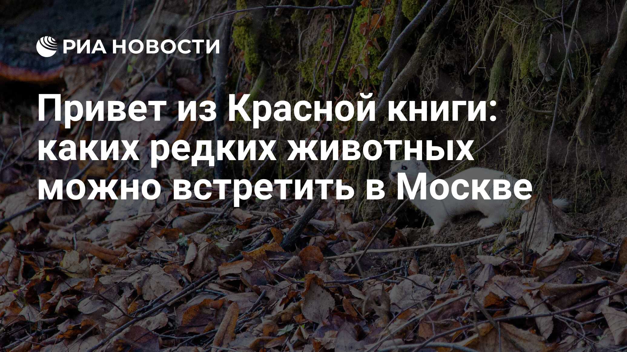 Привет из Красной книги: каких редких животных можно встретить в Москве -  РИА Новости, 07.01.2021