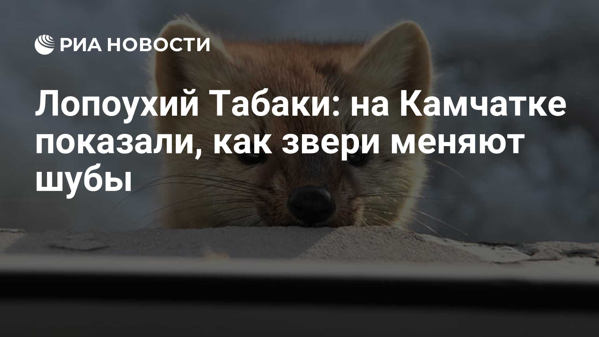 Соболь в хорошем качестве