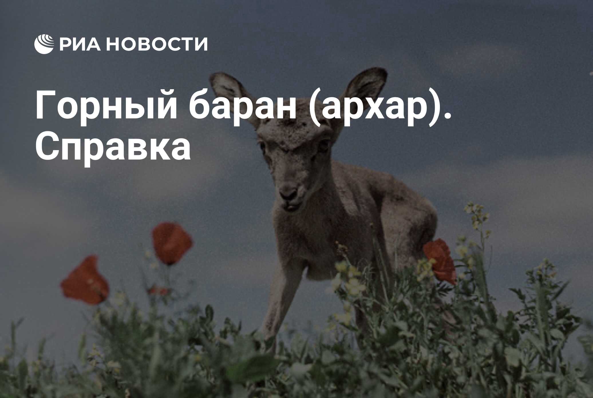 Доклад по теме Алтайский горный баран