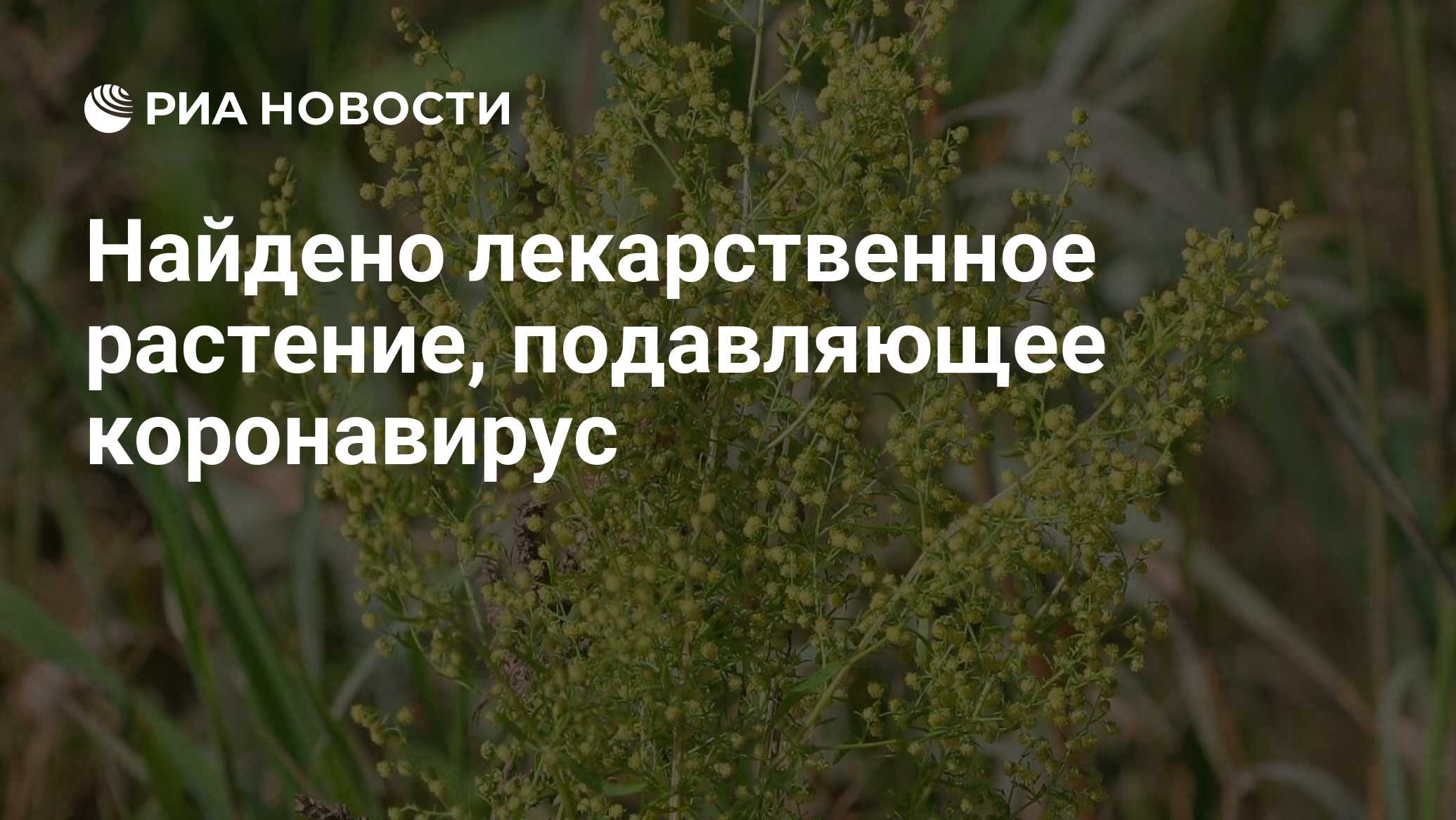 найти лечебное. полынь от коронавируса. требуется медработник. полезные растения. найти лечебное.