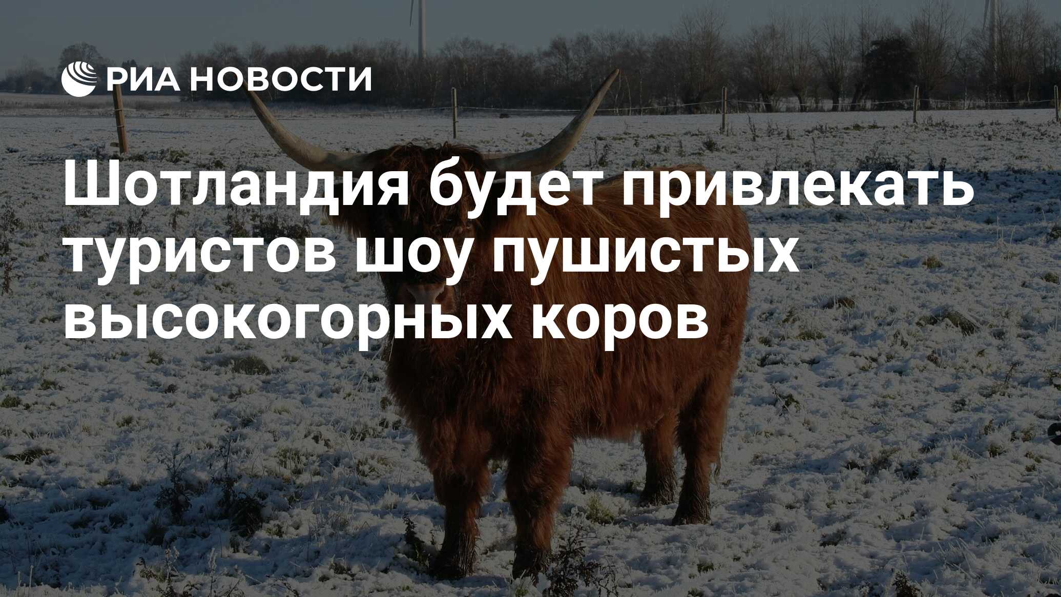 Шотландия будет привлекать туристов шоу пушистых высокогорных коров - РИА  Новости, 18.01.2021