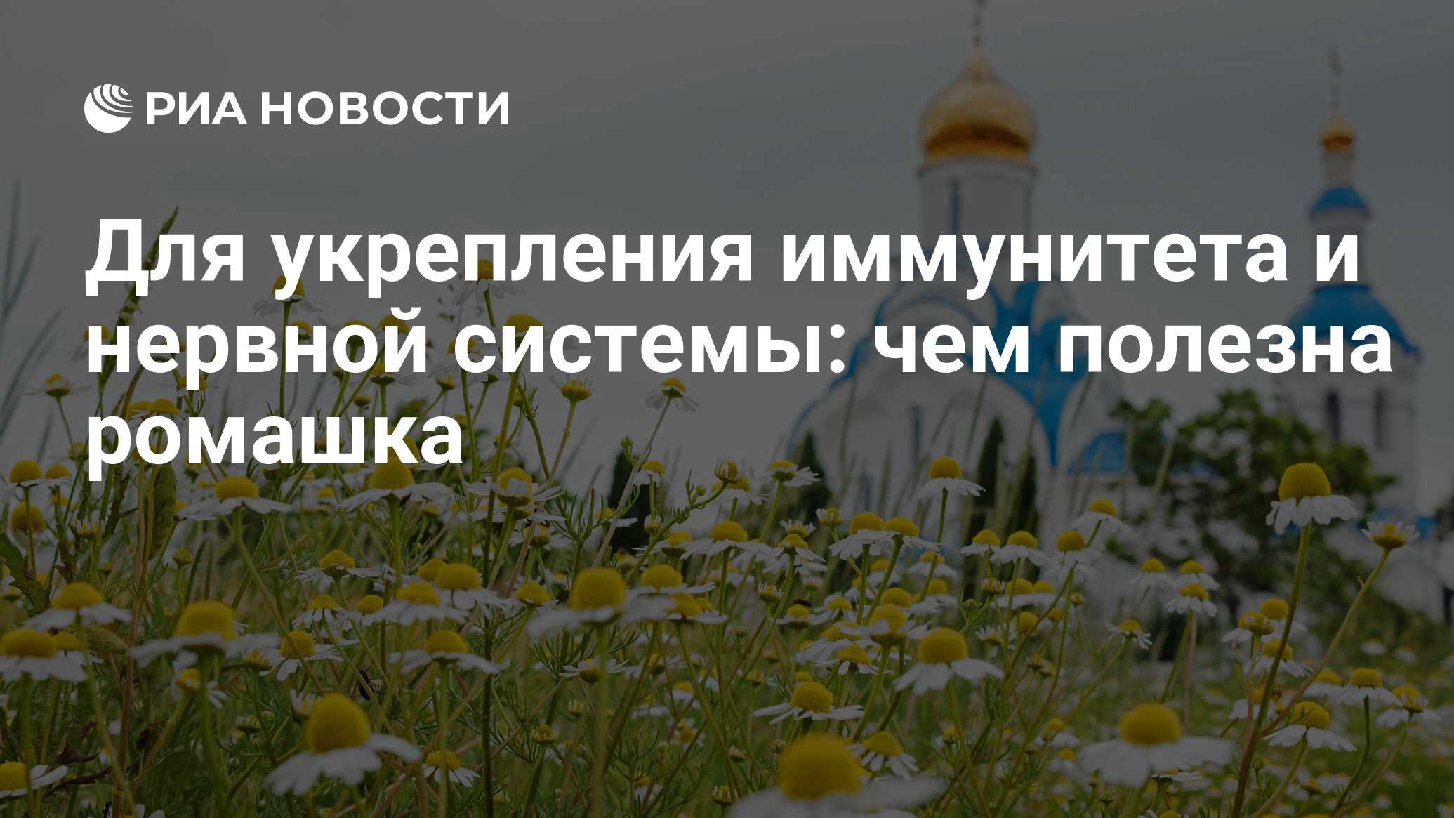 Для укрепления иммунитета и нервной системы: чем полезна ромашка - РИА  Новости, 18.01.2021