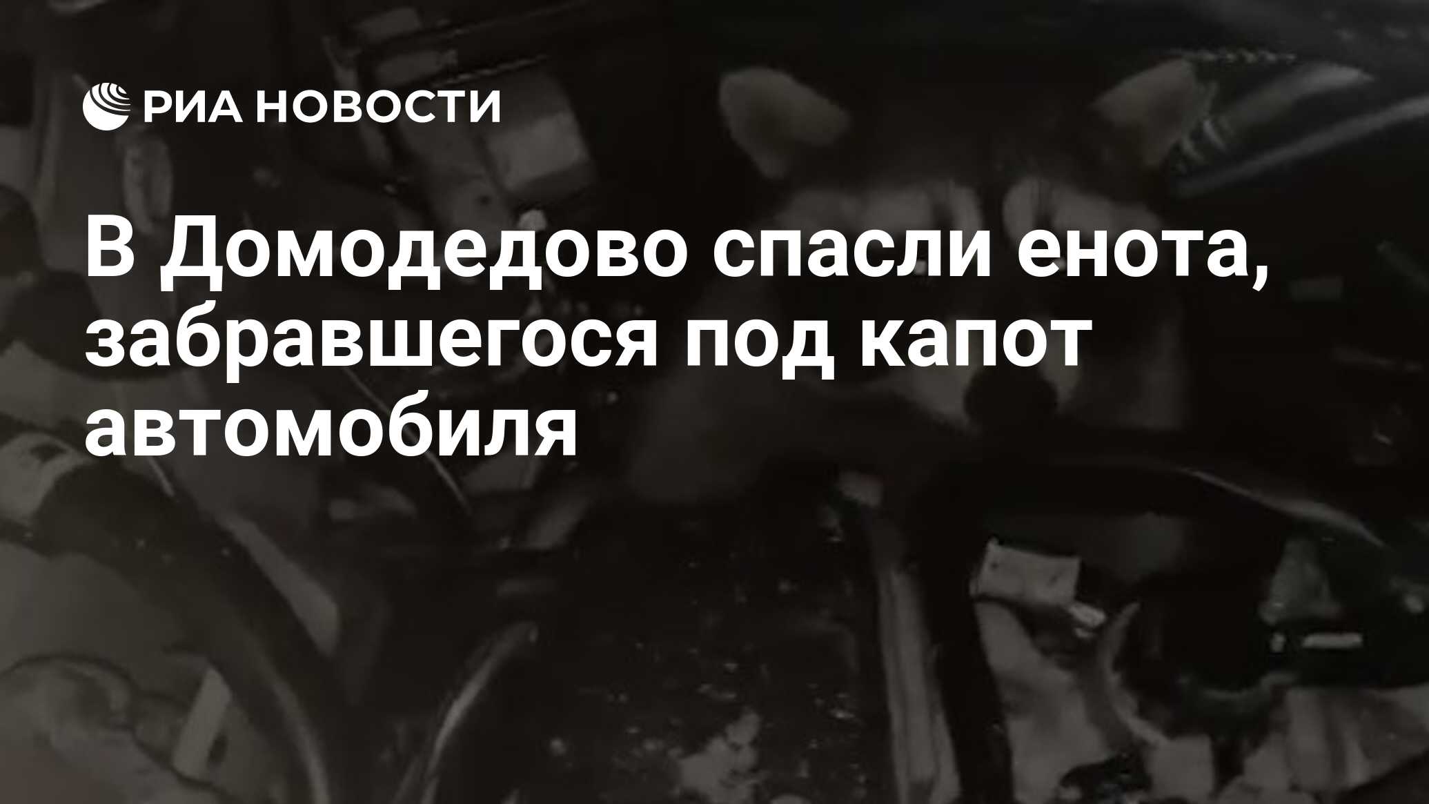 В Домодедово спасли енота, забравшегося под капот автомобиля - РИА Новости,  05.02.2021