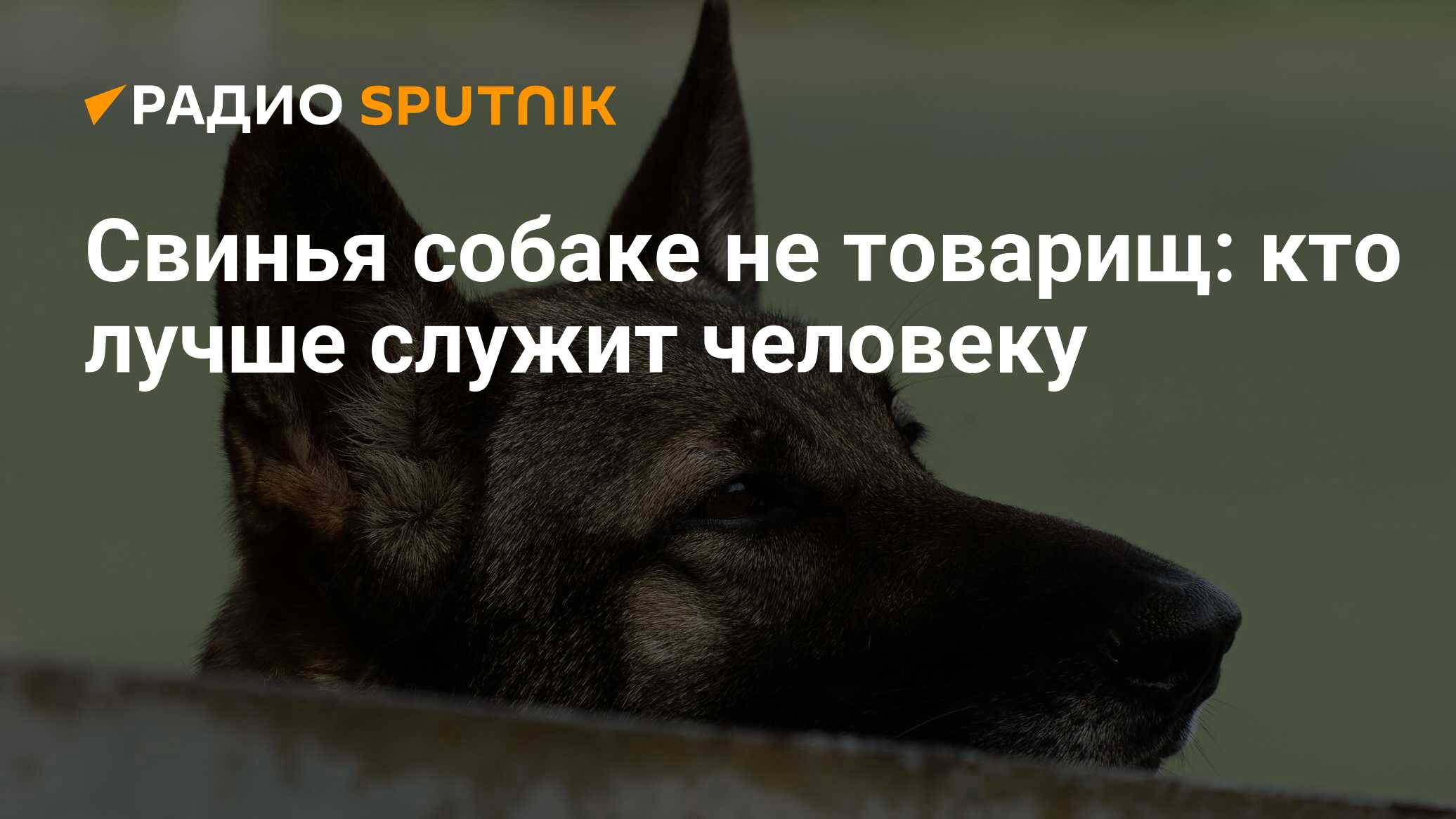 Свинья собаке не товарищ: кто лучше служит человеку - Радио Sputnik,  08.02.2021