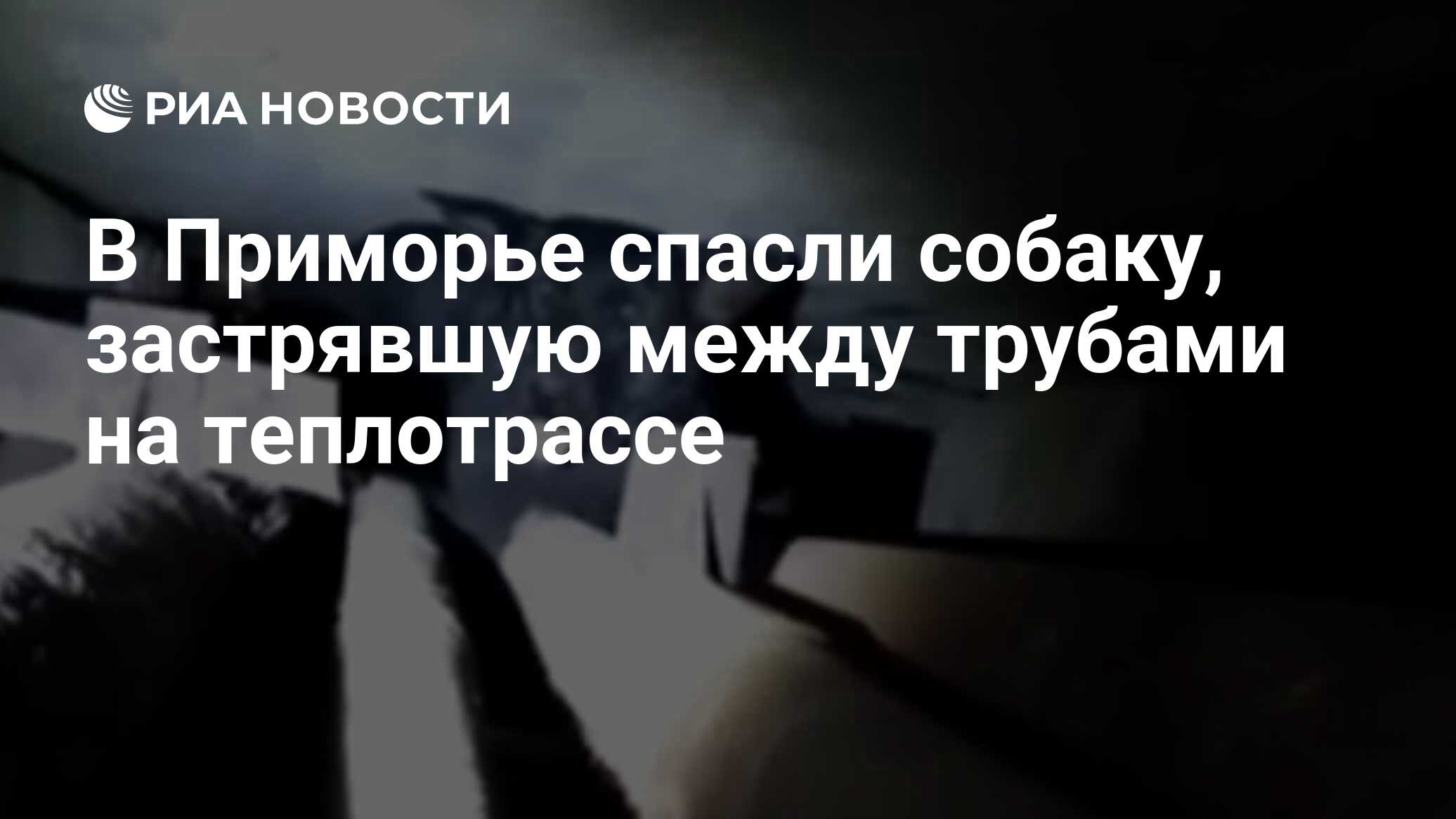 Небесная собака спасение души несчастного. В Перми в теплотрассе застряла собака