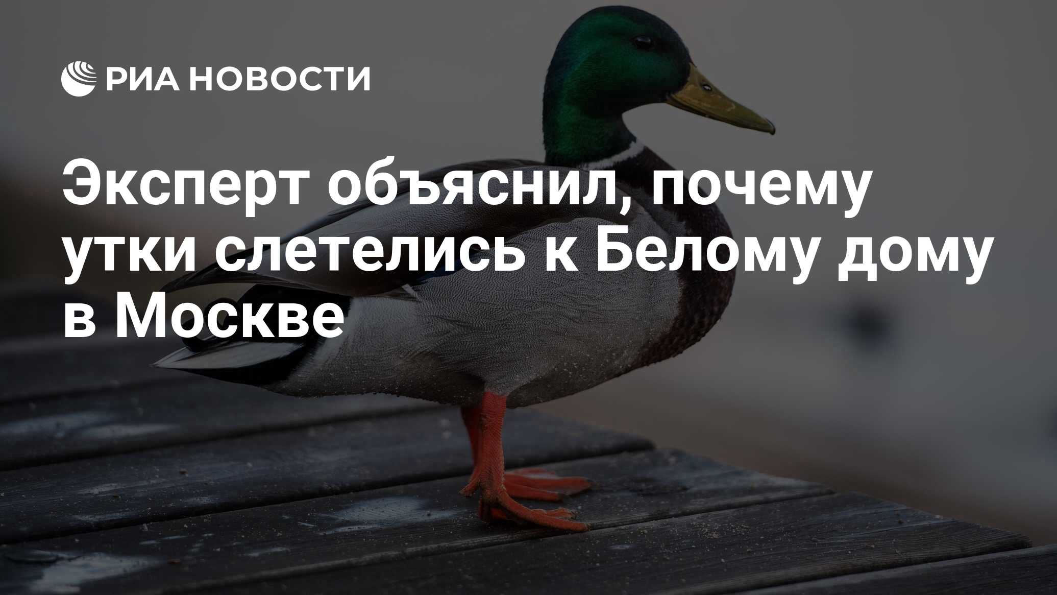 Эксперт объяснил, почему утки слетелись к Белому дому в Москве - РИА  Новости, 08.02.2021