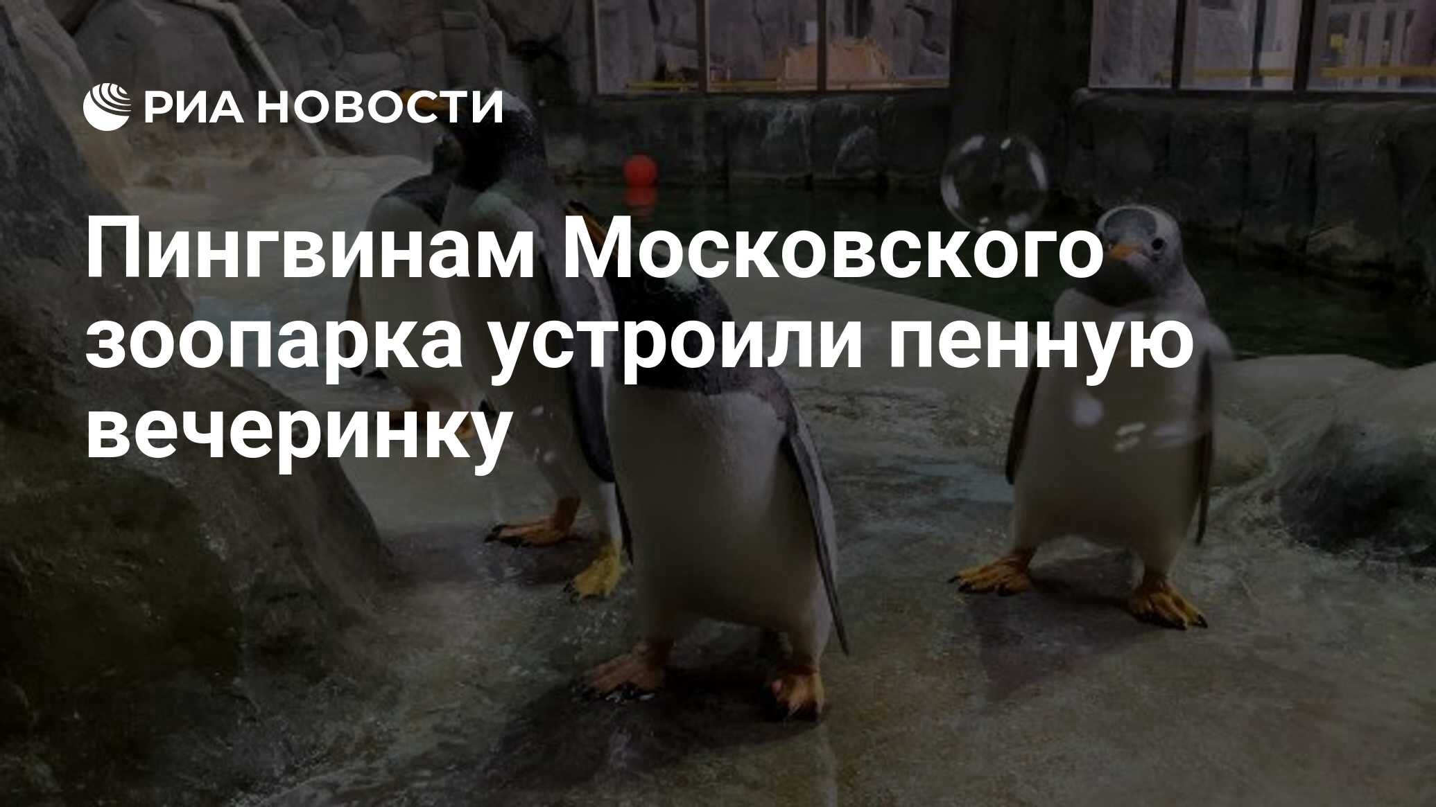 Где пингвины в московском зоопарке карта