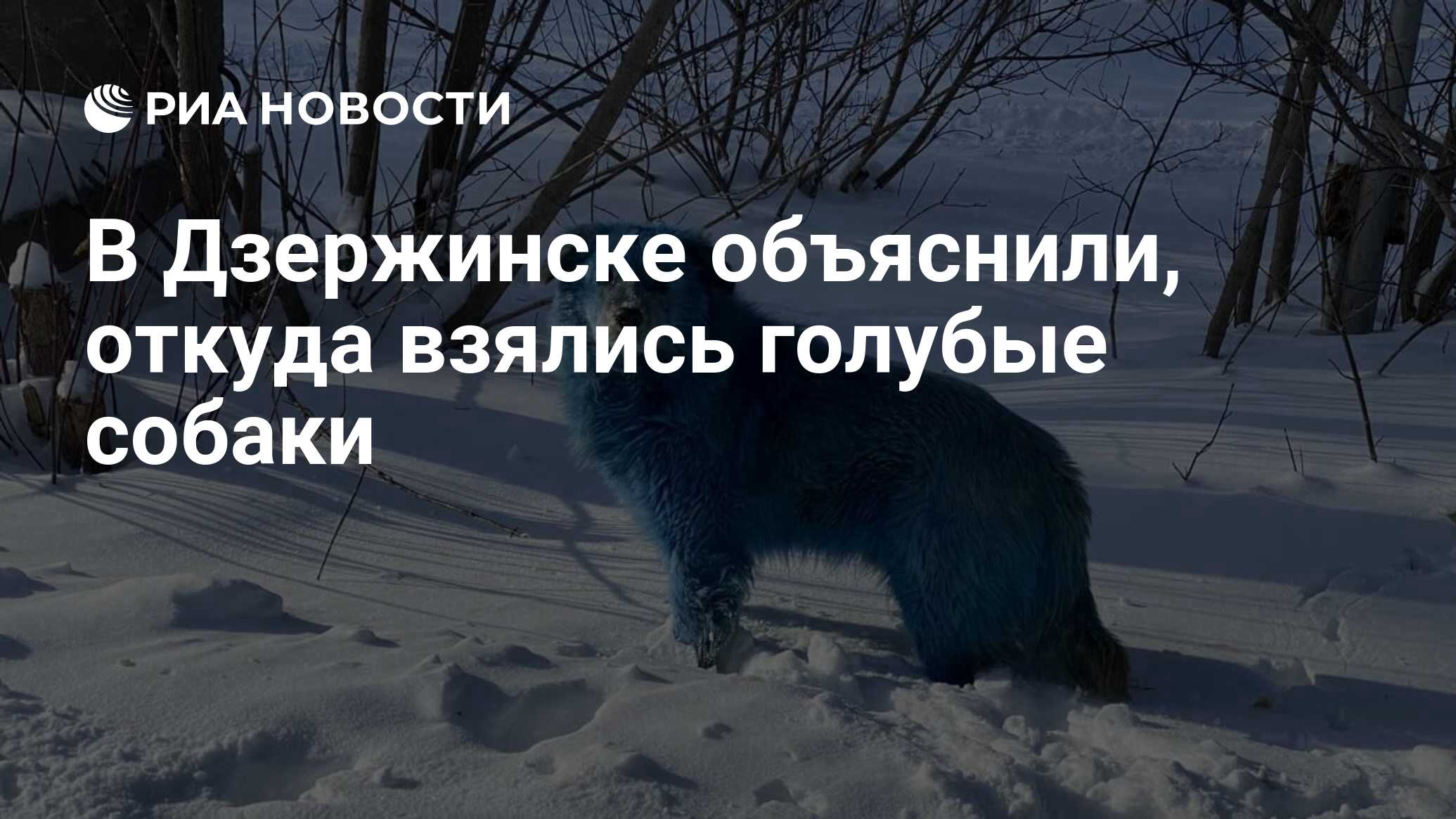 В Дзержинске объяснили, откуда взялись голубые собаки - РИА Новости, 11.02.2021