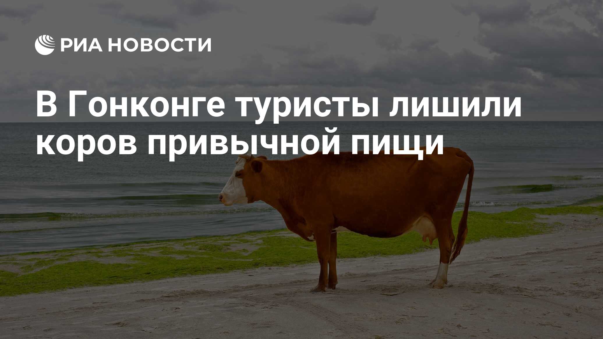 В Гонконге туристы лишили коров привычной пищи - РИА Новости, 19.02.2021