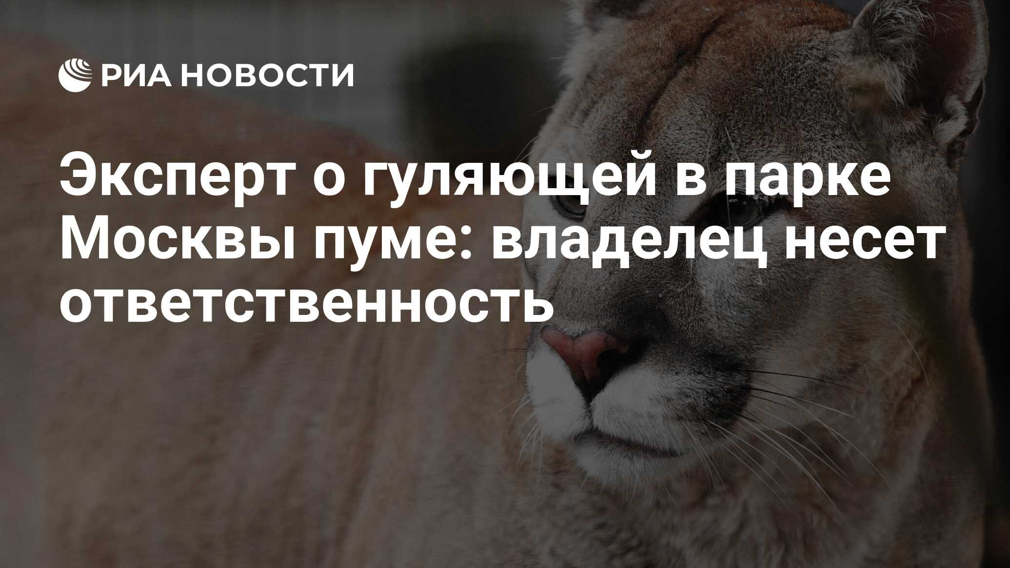 Эксперт о гуляющей в парке Москвы пуме: владелец несет ответственность -  РИА Новости, 19.02.2021