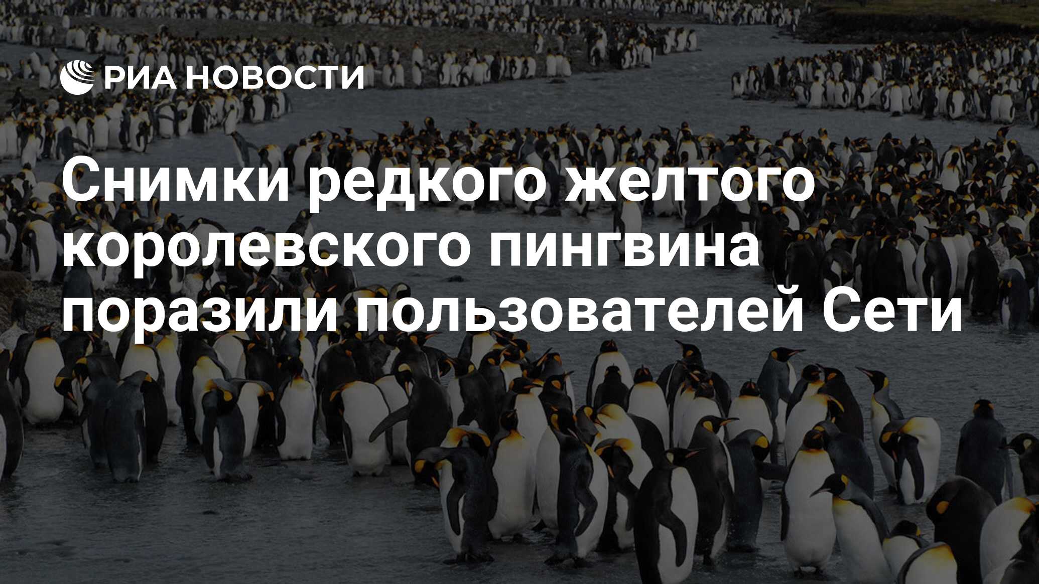 Снимки редкого желтого королевского пингвина поразили пользователей Сети -  РИА Новости, 21.02.2021