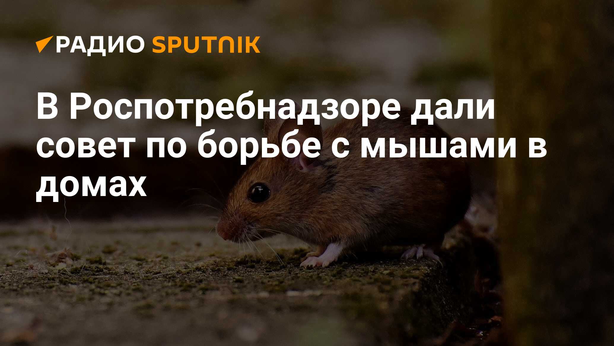 В Роспотребнадзоре дали совет по борьбе с мышами в домах - Радио Sputnik,  22.10.2021