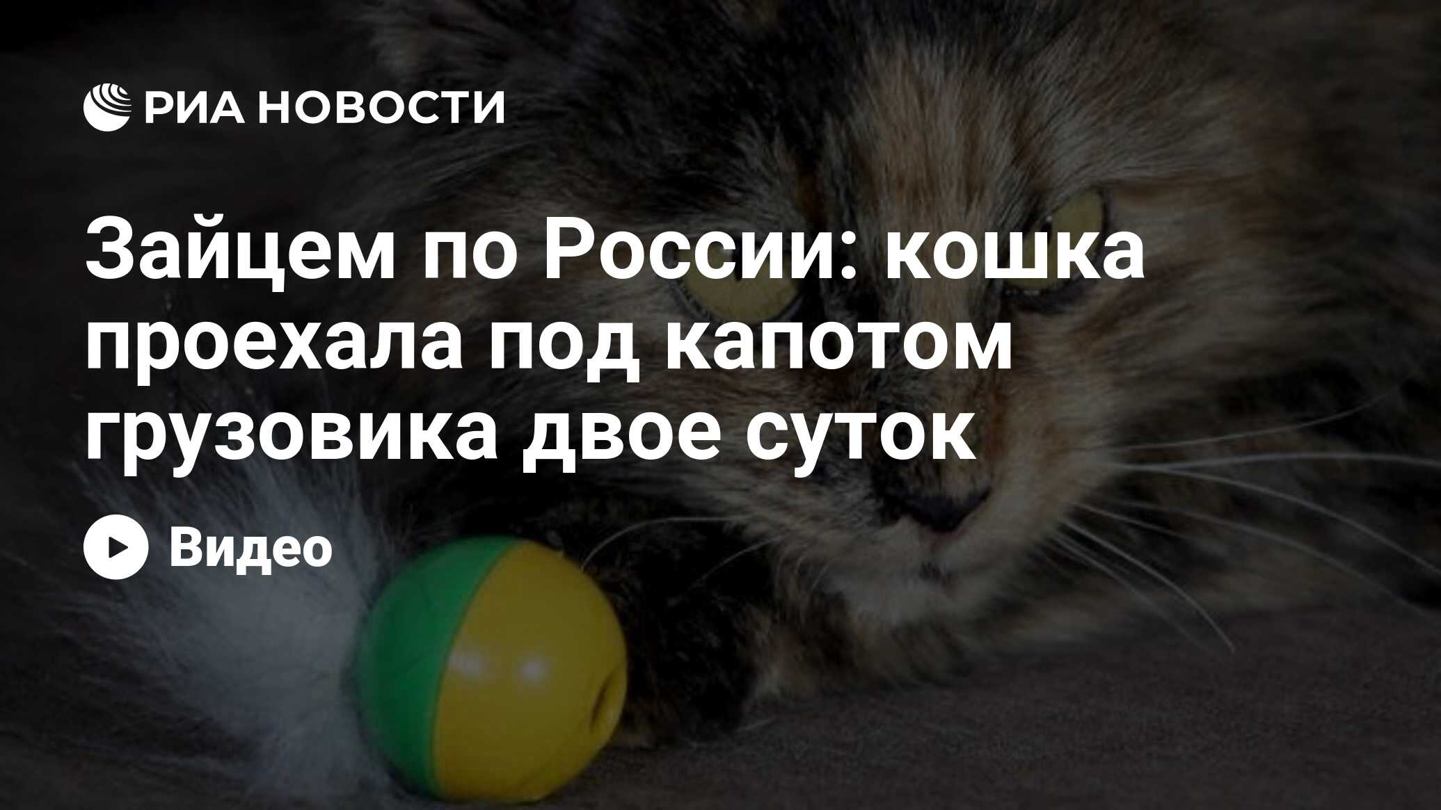 Котенок под капотом машины