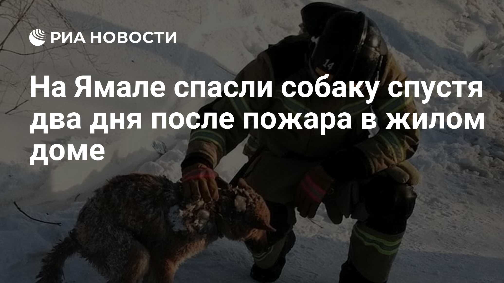 На Ямале спасли собаку спустя два дня после пожара в жилом доме - РИА  Новости, 24.02.2021