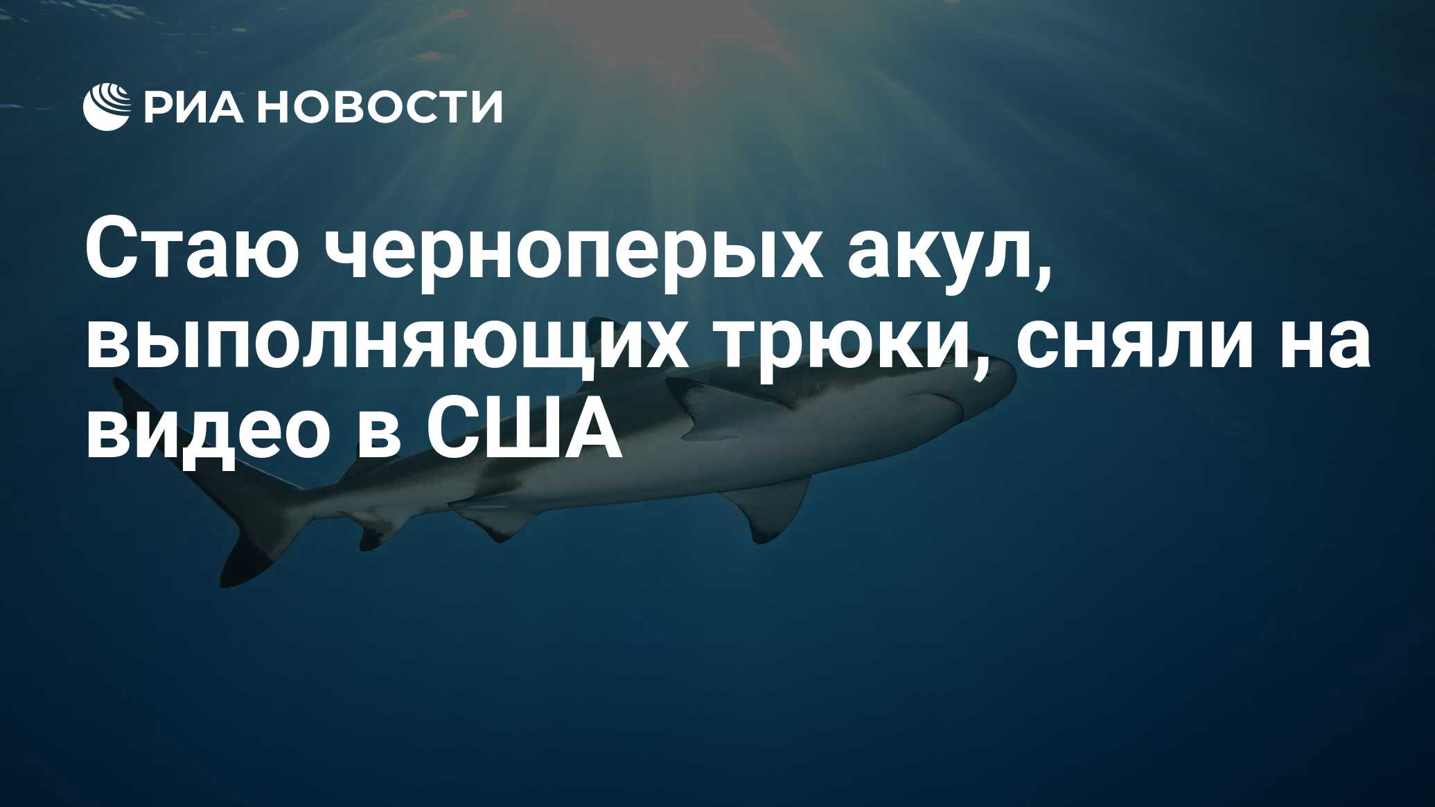 Стаю черноперых акул, выполняющих трюки, сняли на видео в США - РИА  Новости, 12.03.2021