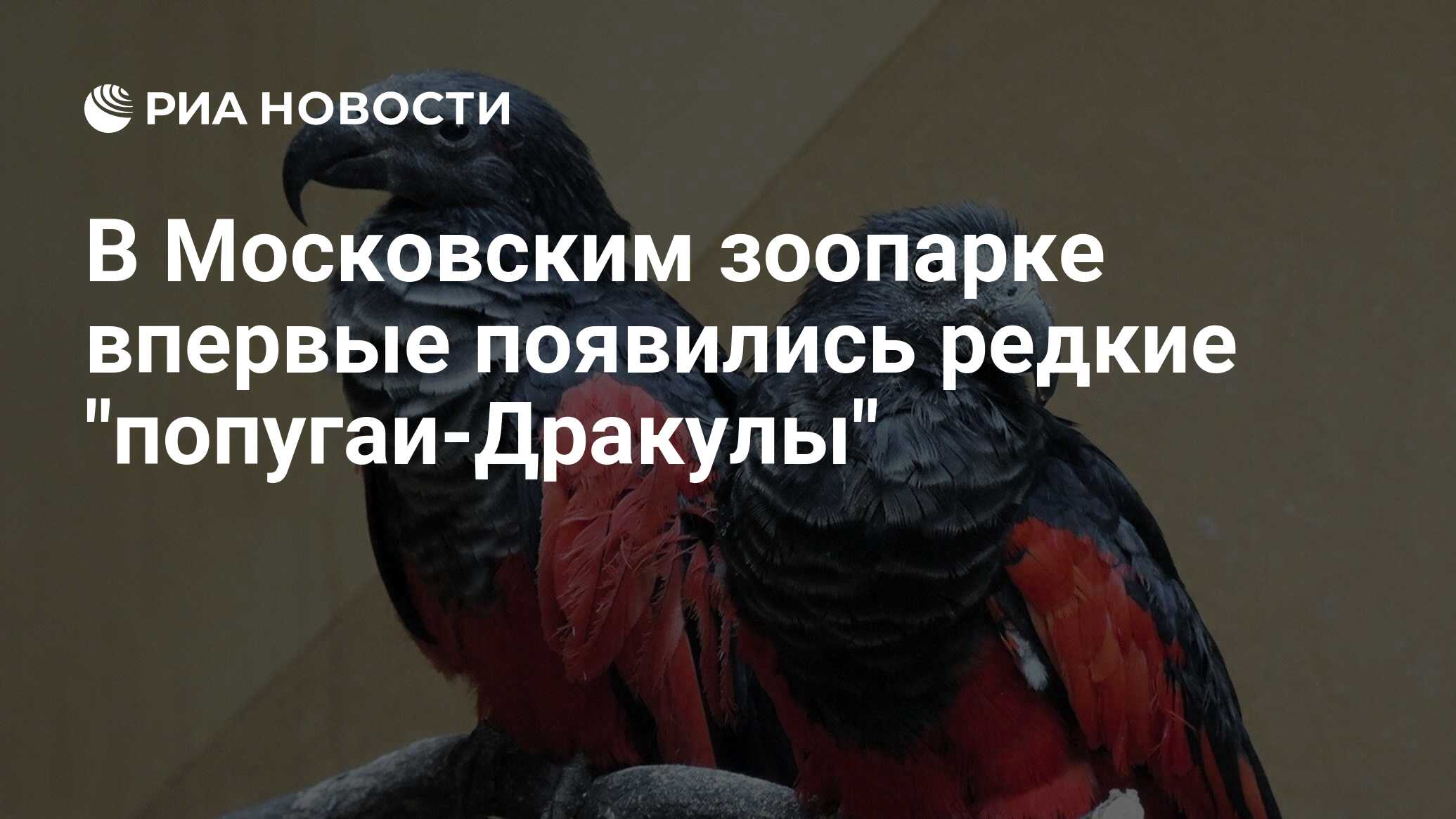 В Московским зоопарке впервые появились редкие 