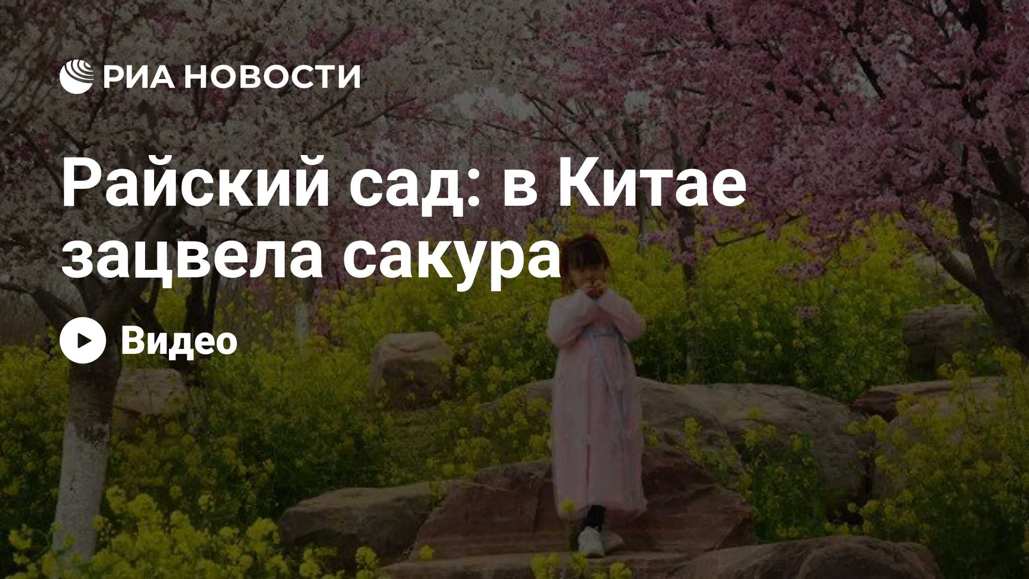 Райский сад: в Китае зацвела сакура - РИА Новости, 17.03.2021