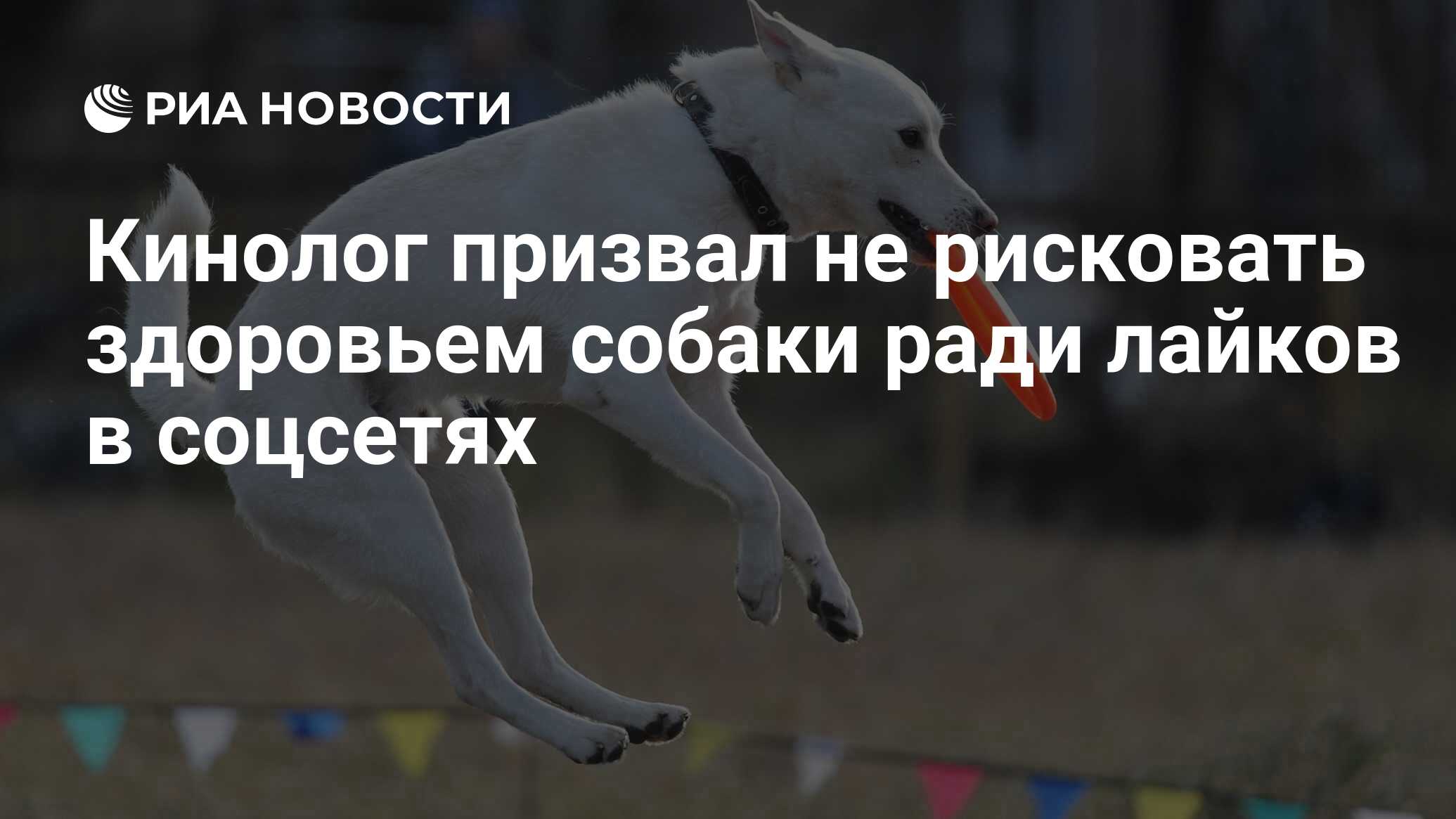 Три минуты ради собаки. Ради лайка. Здоровье собаки. Мемы рискует жизнью ради собаки. Мем рисковал жизнью ради собаки