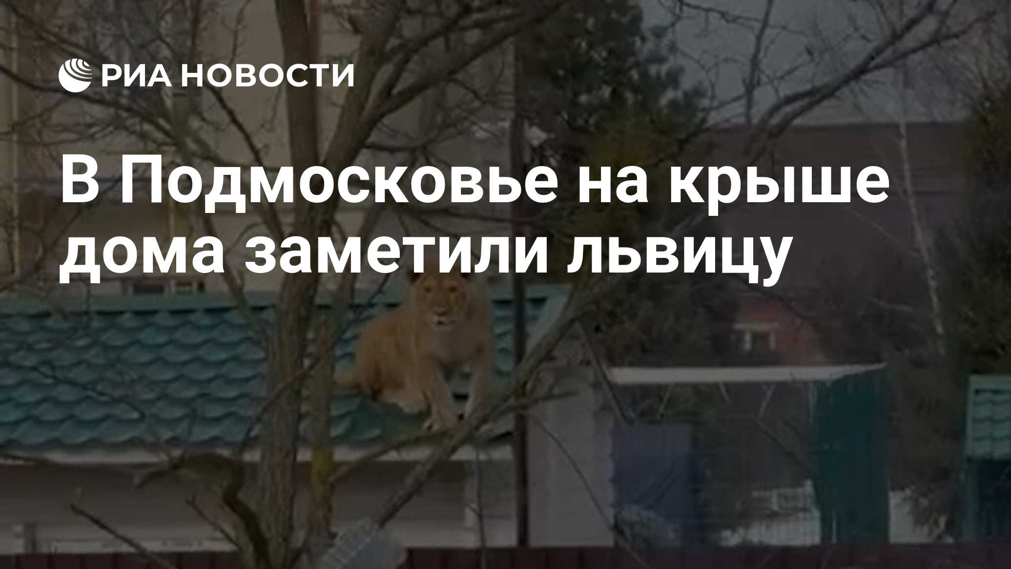 В Подмосковье на крыше дома заметили львицу - РИА Новости, 26.03.2021