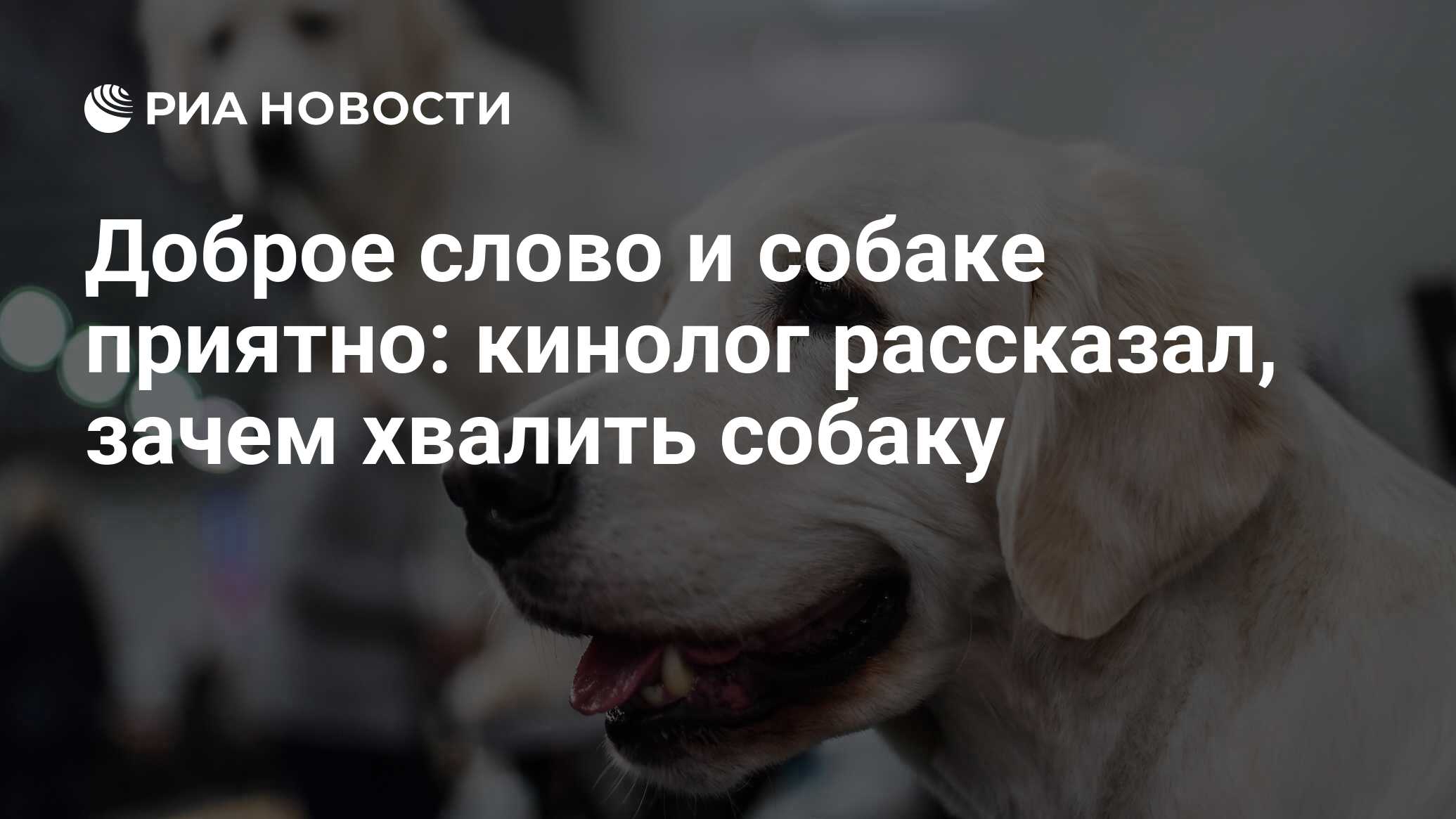 Доброе слово и собаке приятно: кинолог рассказал, зачем хвалить собаку -  РИА Новости, 28.03.2021