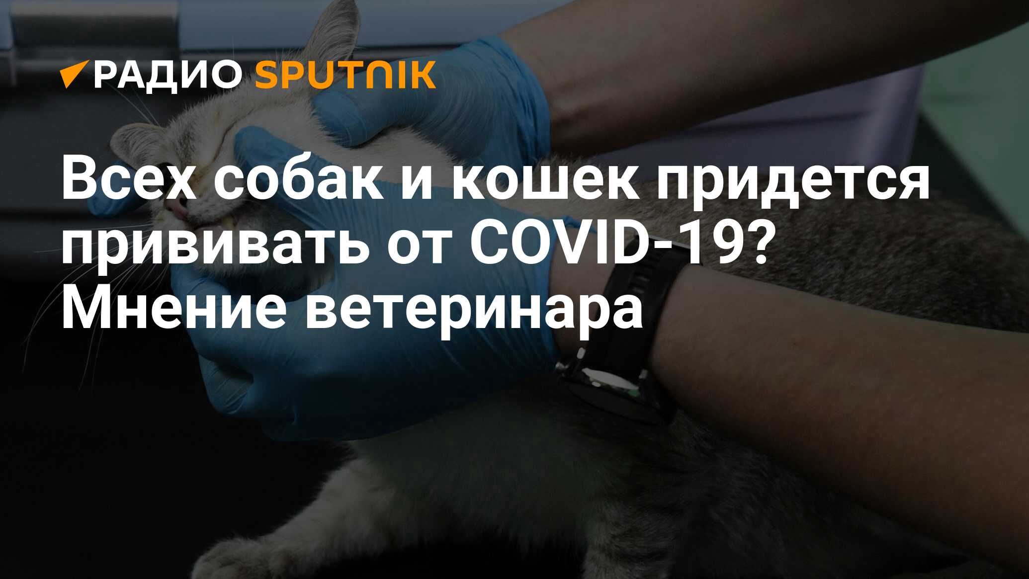 Эксперт котов. Прививки кошкам в Костроме. Вакцинация кошек очень важно. Вакцинация кошек в Казани. Бесплатная вакцинация кошек в москве 2024