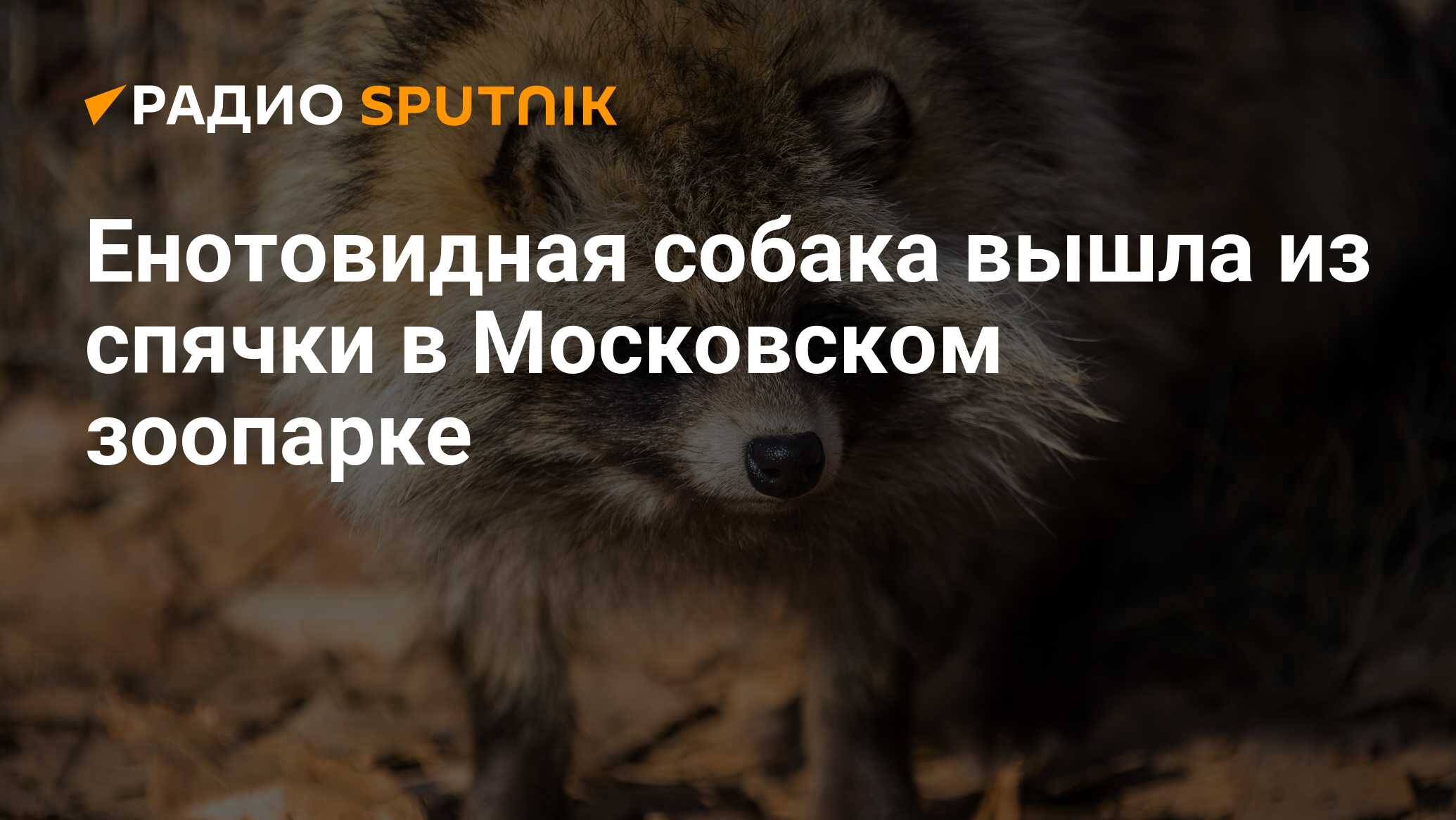 Когда в московский зоопарк радио принесло. Енотовидная собака Буба в Московском зоопарке.