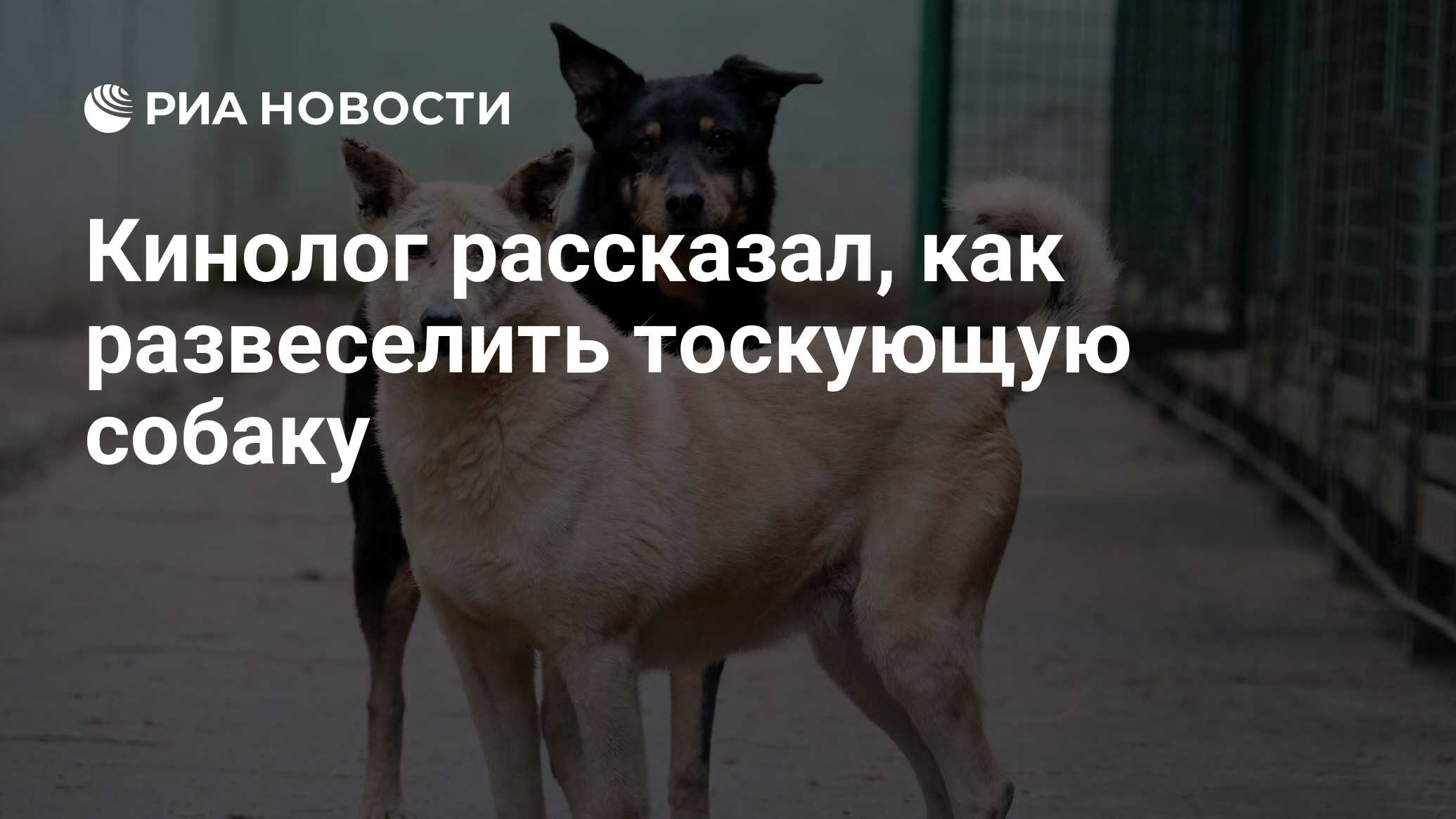 Кинолог рассказал, как развеселить тоскующую собаку - РИА Новости,  04.04.2021