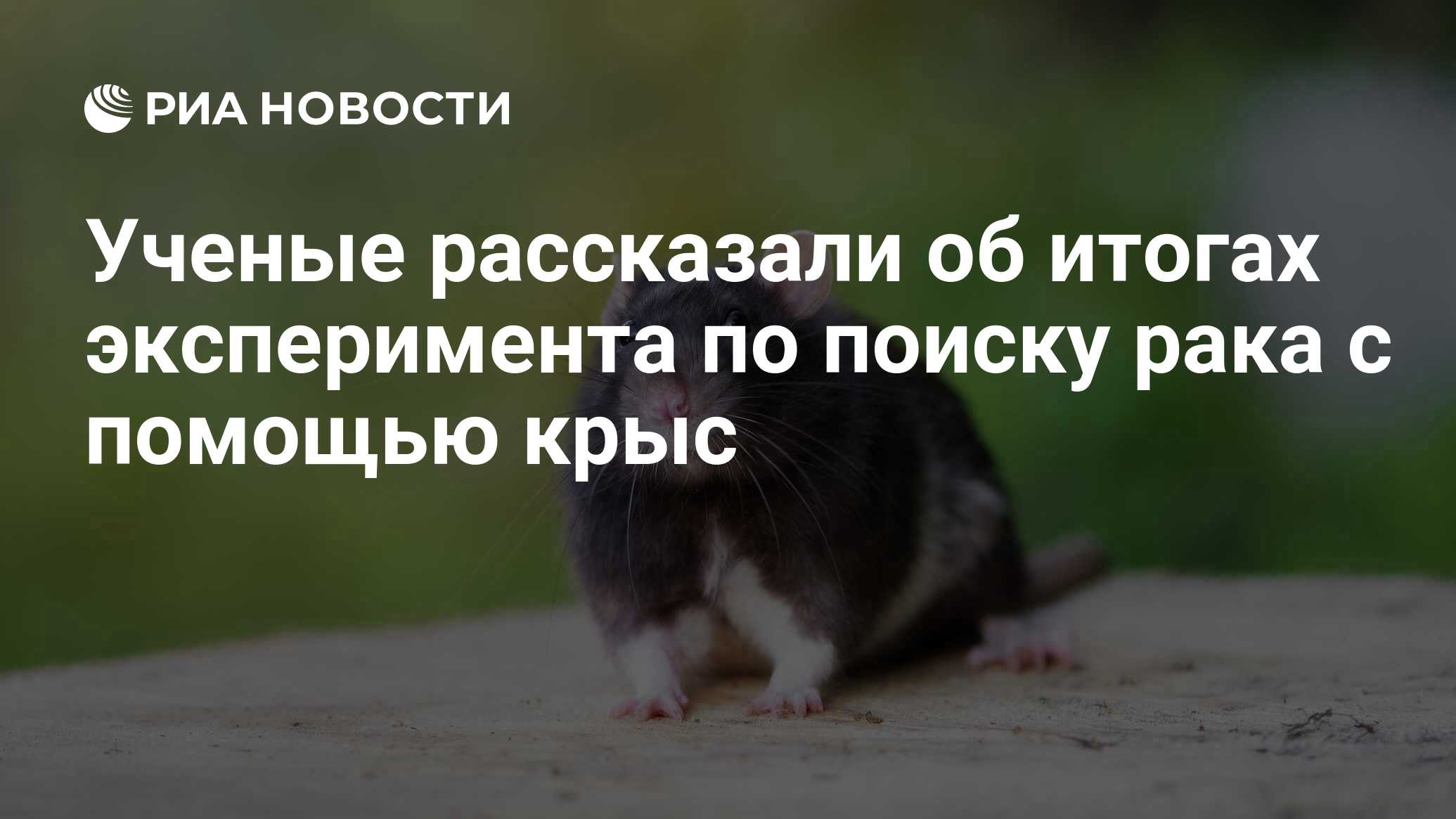 Какие то две необыкновенные крысы право. Спасибо что предупредил о крысе. Дань крыс которые не читают сообщения.