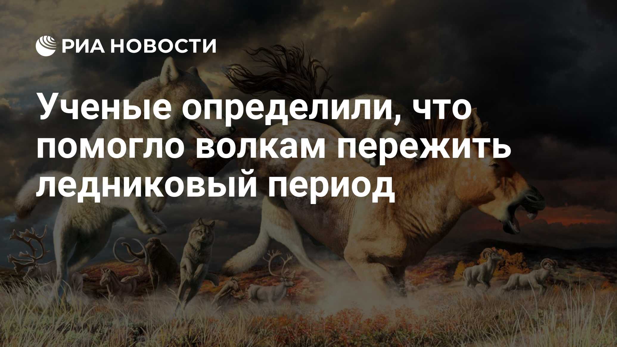 Ученые определили, что помогло волкам пережить ледниковый период - РИА  Новости, 21.04.2021