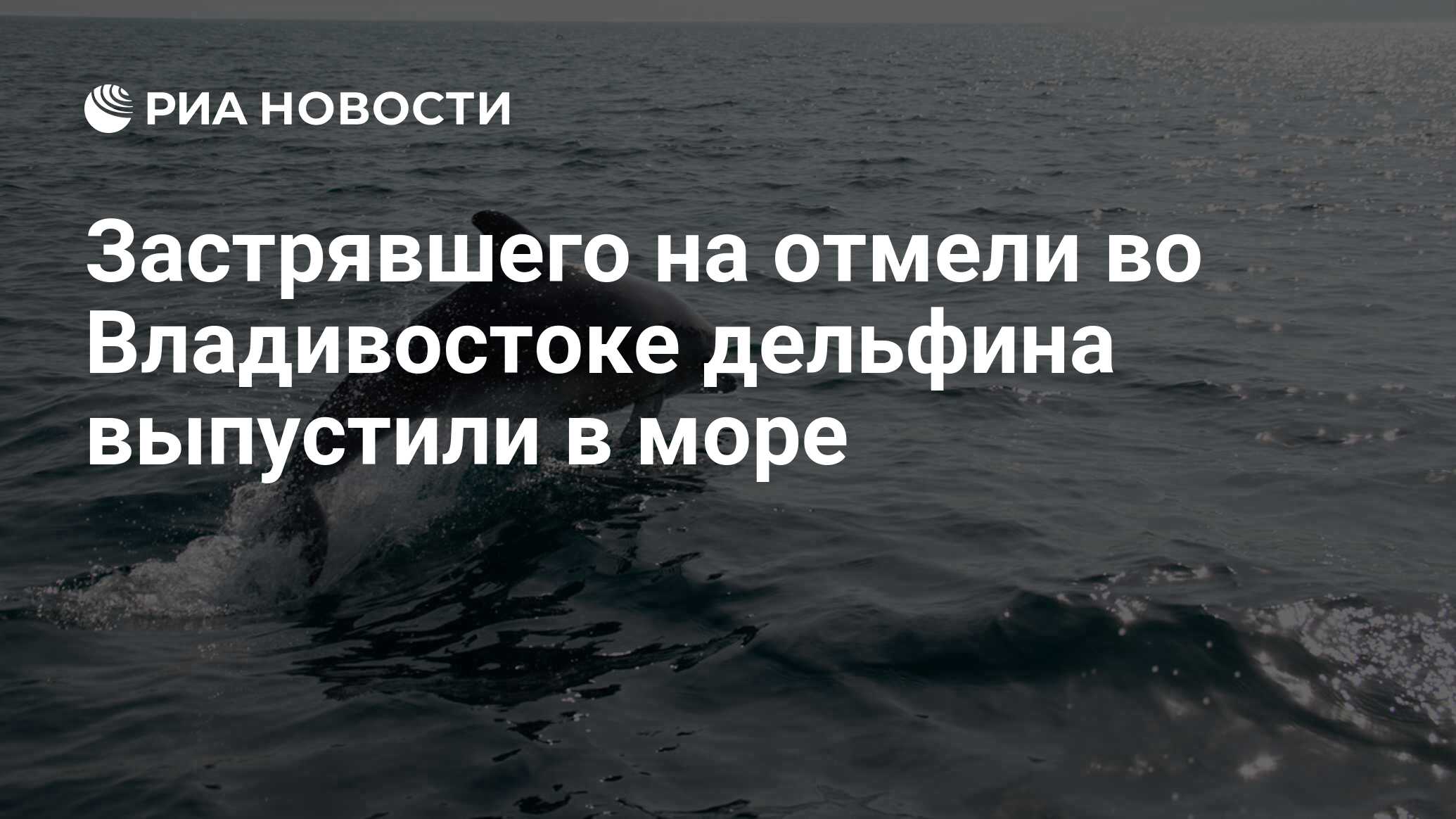 Застрявшего на отмели во Владивостоке дельфина выпустили в море - РИА  Новости, 14.04.2021