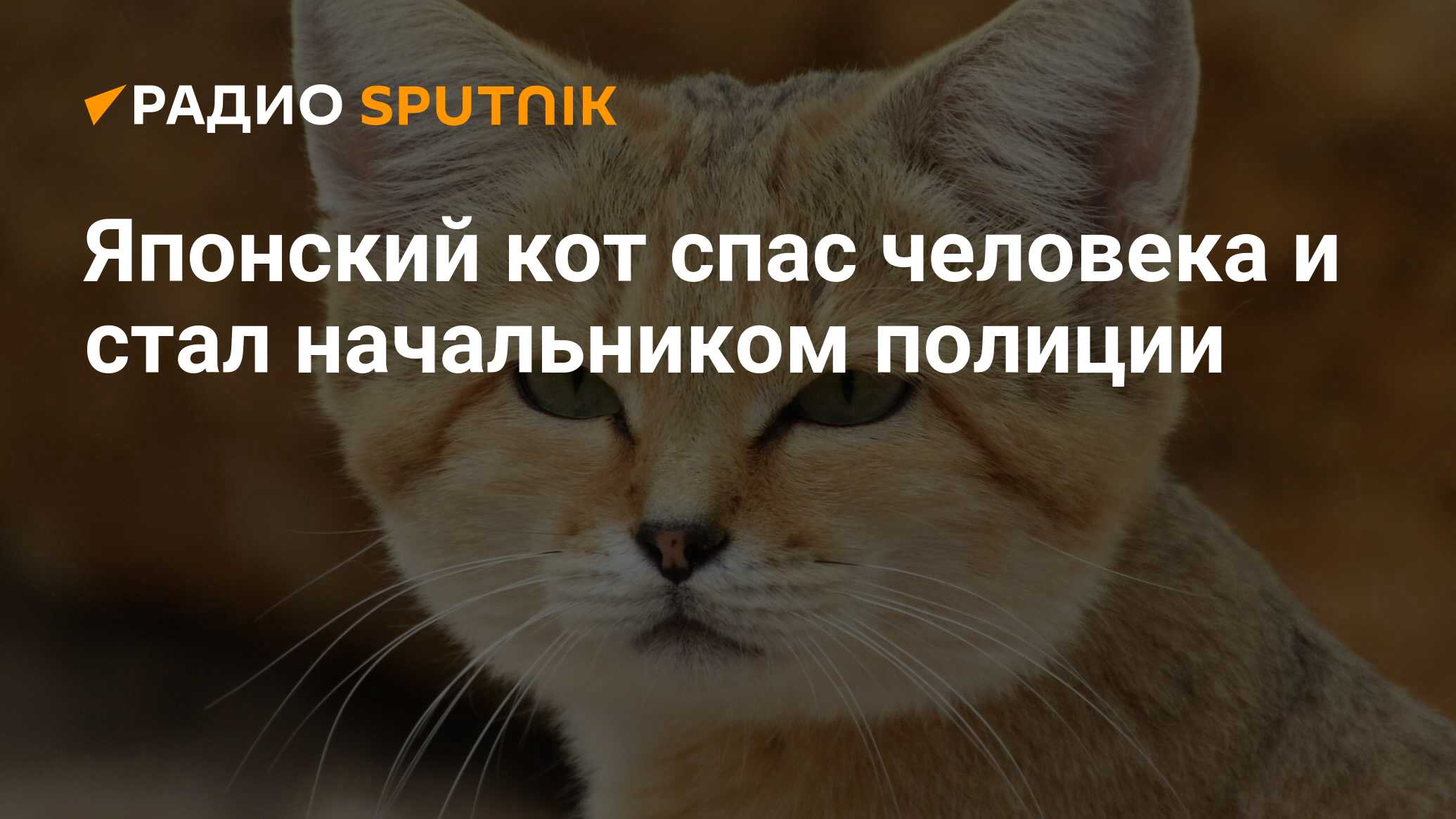 Японский кот спас человека и стал начальником полиции