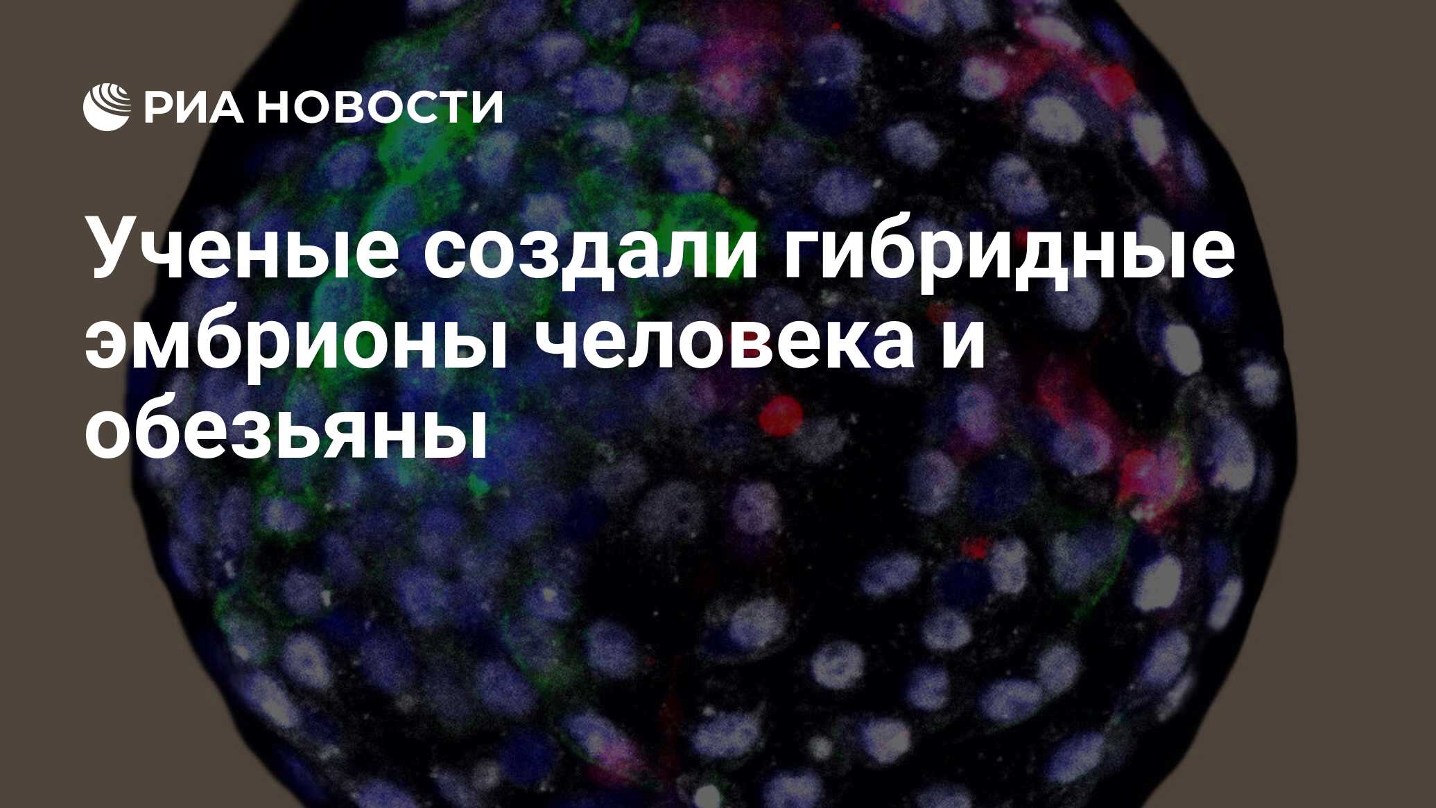 Ученые создали гибрид человека. Корейские ученые создали эмбрион человека.