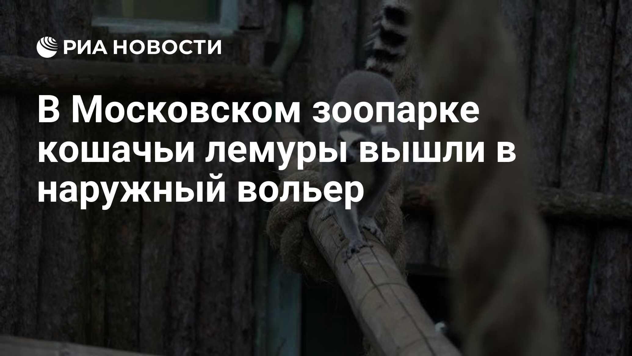 В Московском зоопарке кошачьи лемуры вышли в наружный вольер - РИА Новости,  16.04.2021