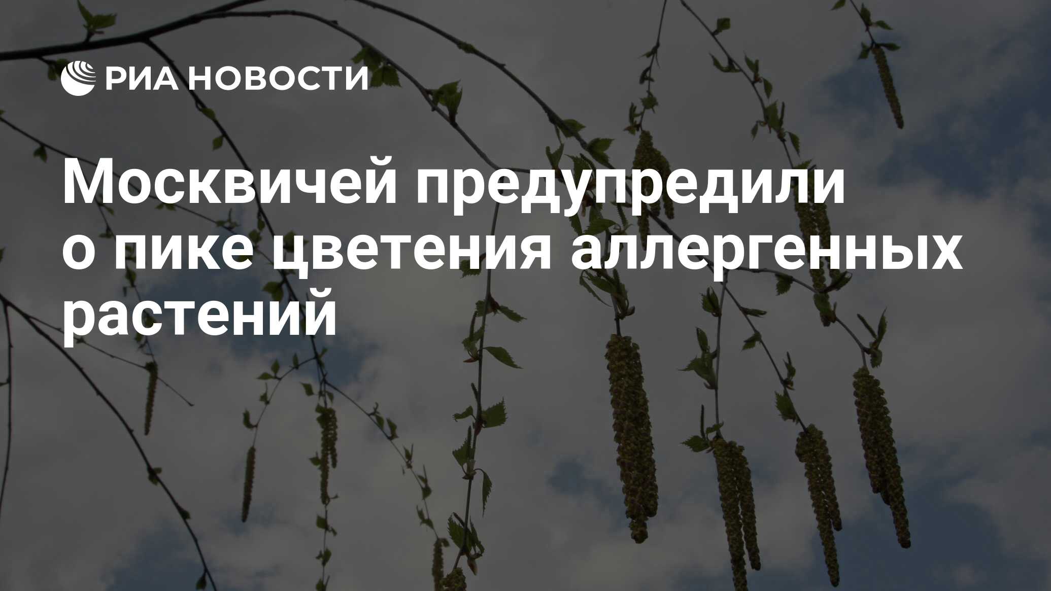 Что цветет в москве аллергия. Пик цветения березы в Москве. Аллергенные деревья в Москве. Цветение в Москве аллергия. Что цветет сейчас в Москве аллергены.