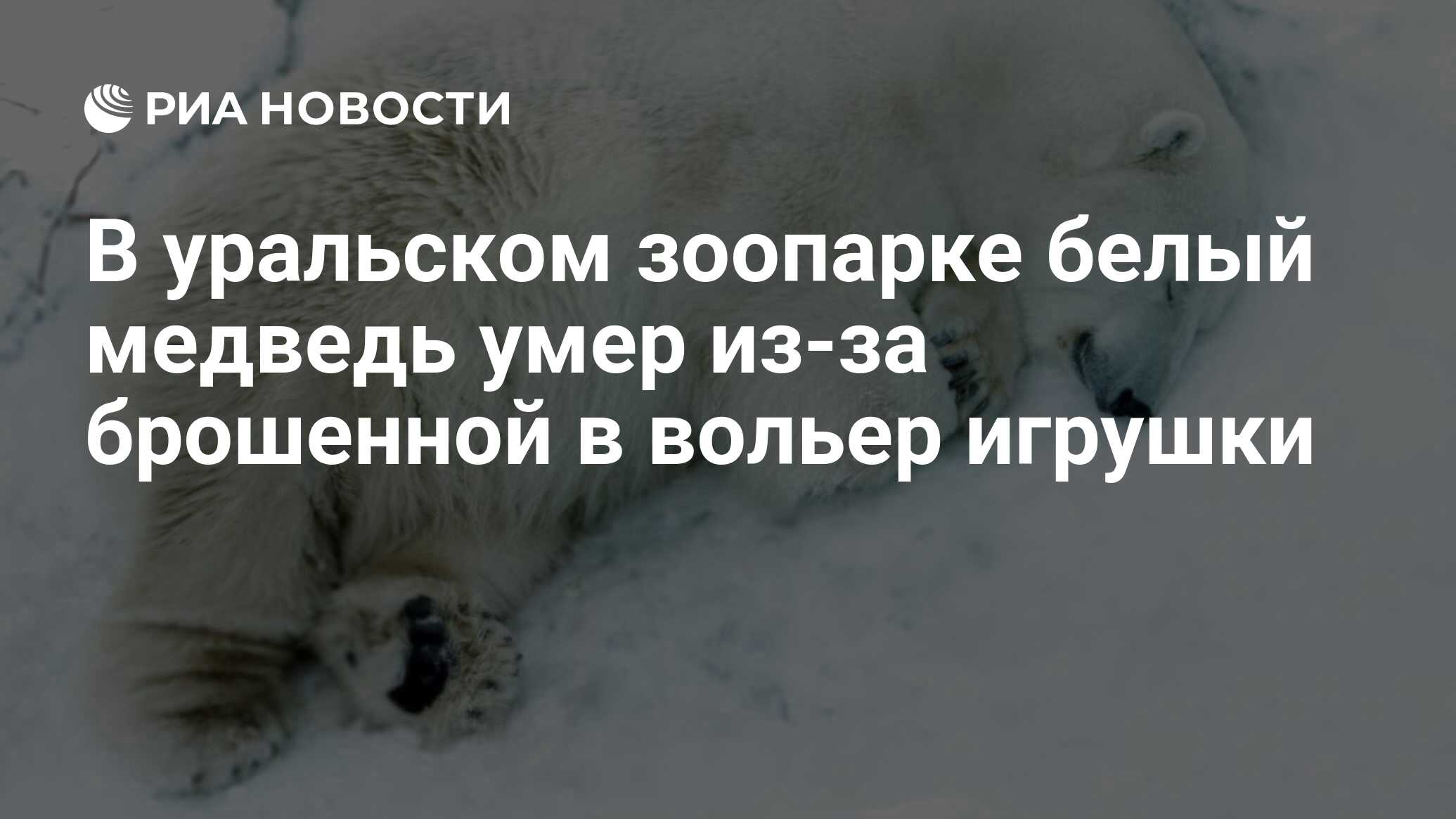 В уральском зоопарке белый медведь умер из-за брошенной в вольер игрушки -  РИА Новости, 20.04.2021