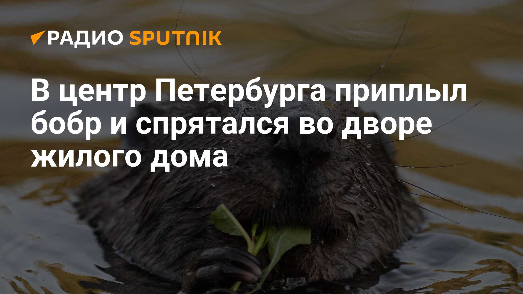 В центр Петербурга приплыл бобр и спрятался во дворе жилого дома