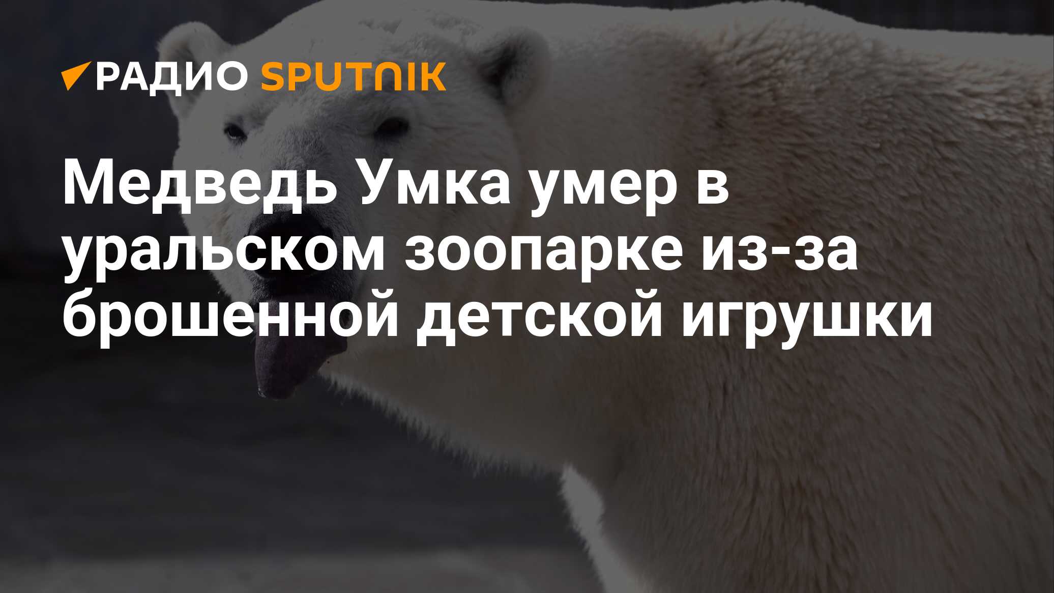 Медведь Умка умер в уральском зоопарке из-за брошенной детской игрушки